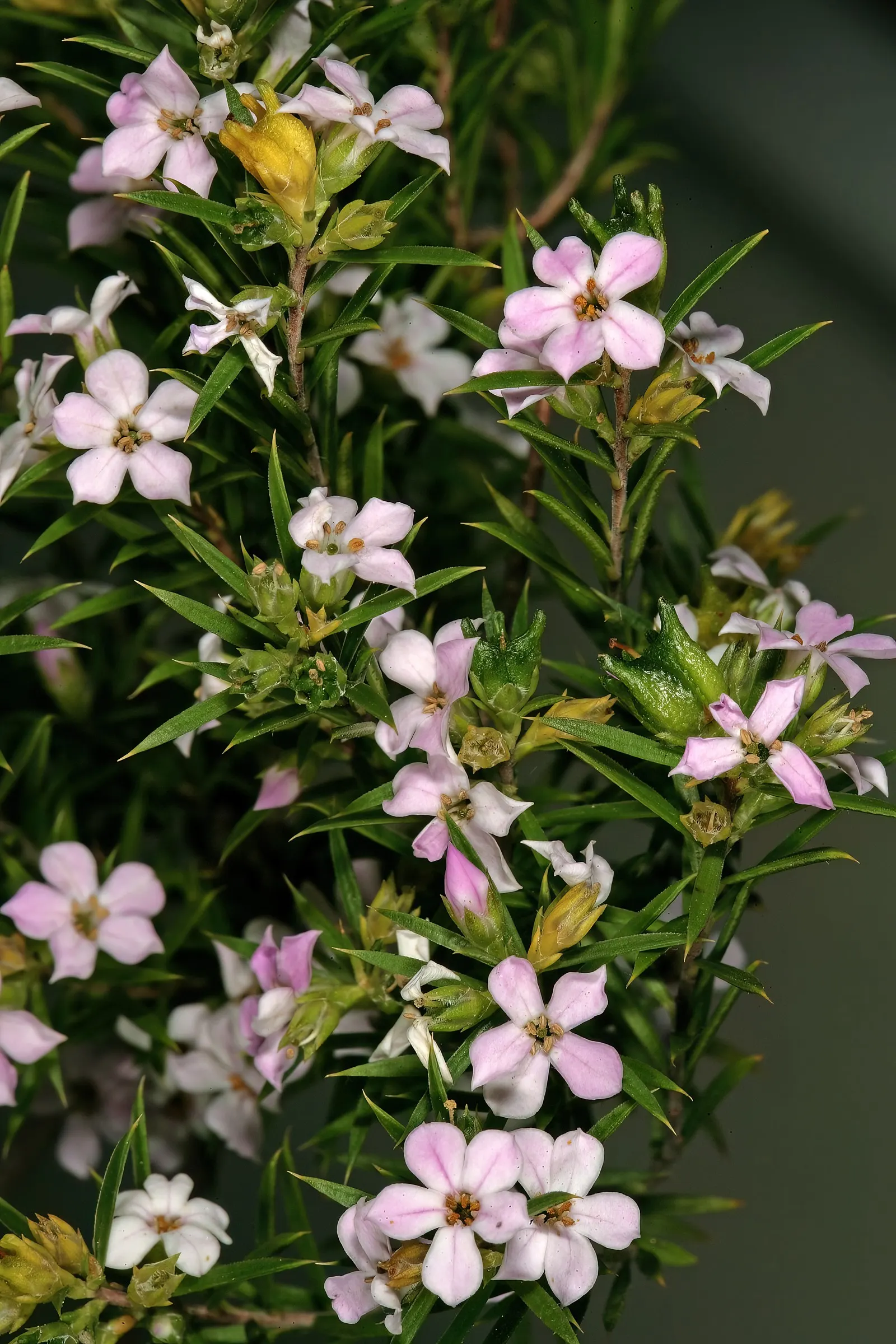 Pink Breath Of Heaven (Coleonema Pulchellum) — offering an engaging sensory experience in the landscape.<br><br>Throughout the year