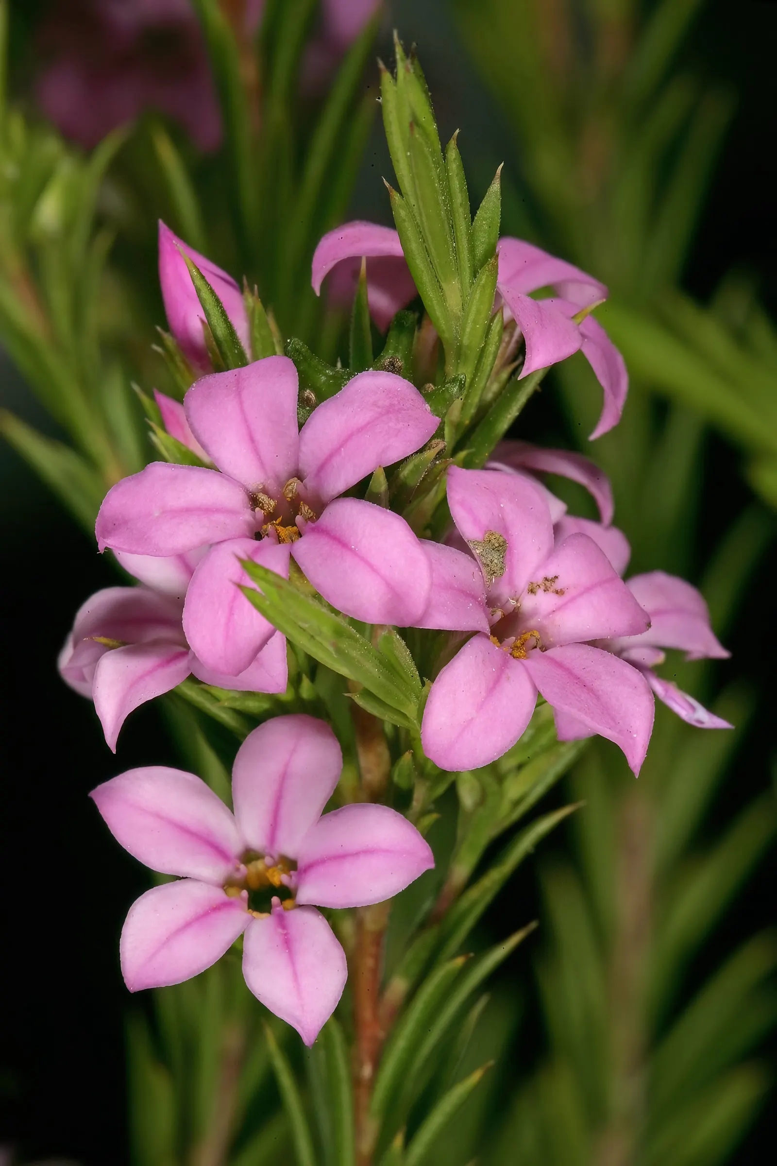 Pink Breath Of Heaven (Coleonema Pulchellum) — making it an excellent choice for water-wise gardens