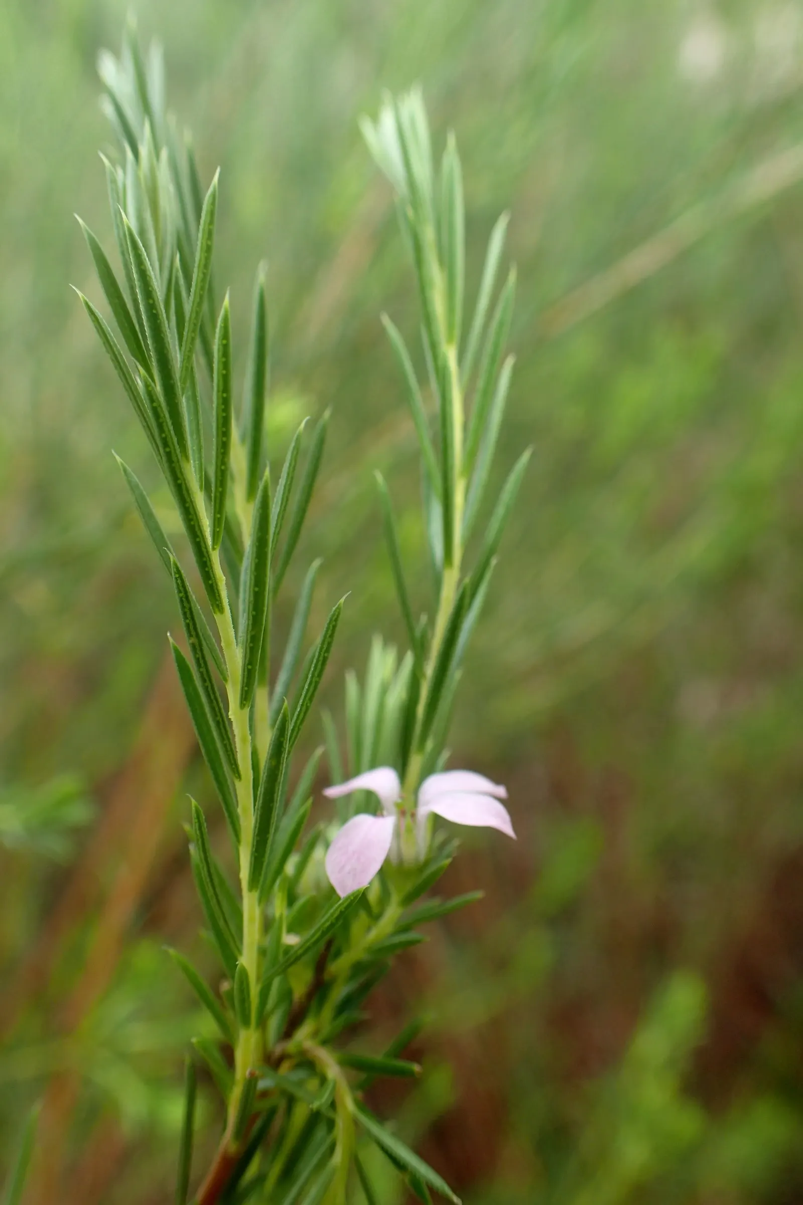 Pink Breath Of Heaven (Coleonema Pulchellum) — it typically reaches heights of 3 to 5 feet and spreads equally wide