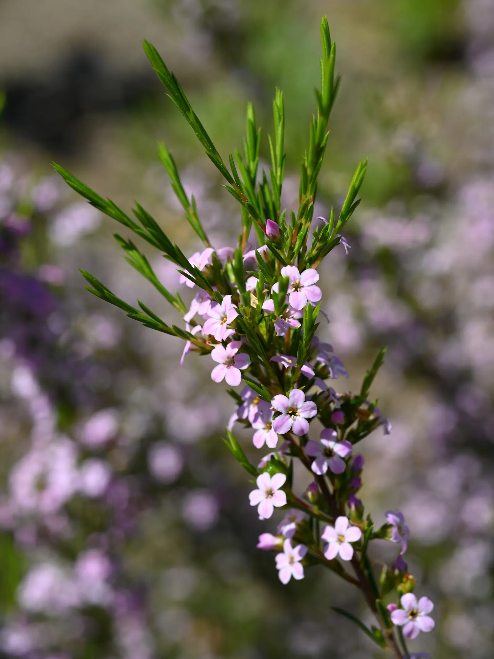 Pink Breath Of Heaven (Coleonema Pulchellum) — offering an engaging sensory experience in the landscape.<br><br>Throughout the year, image 38