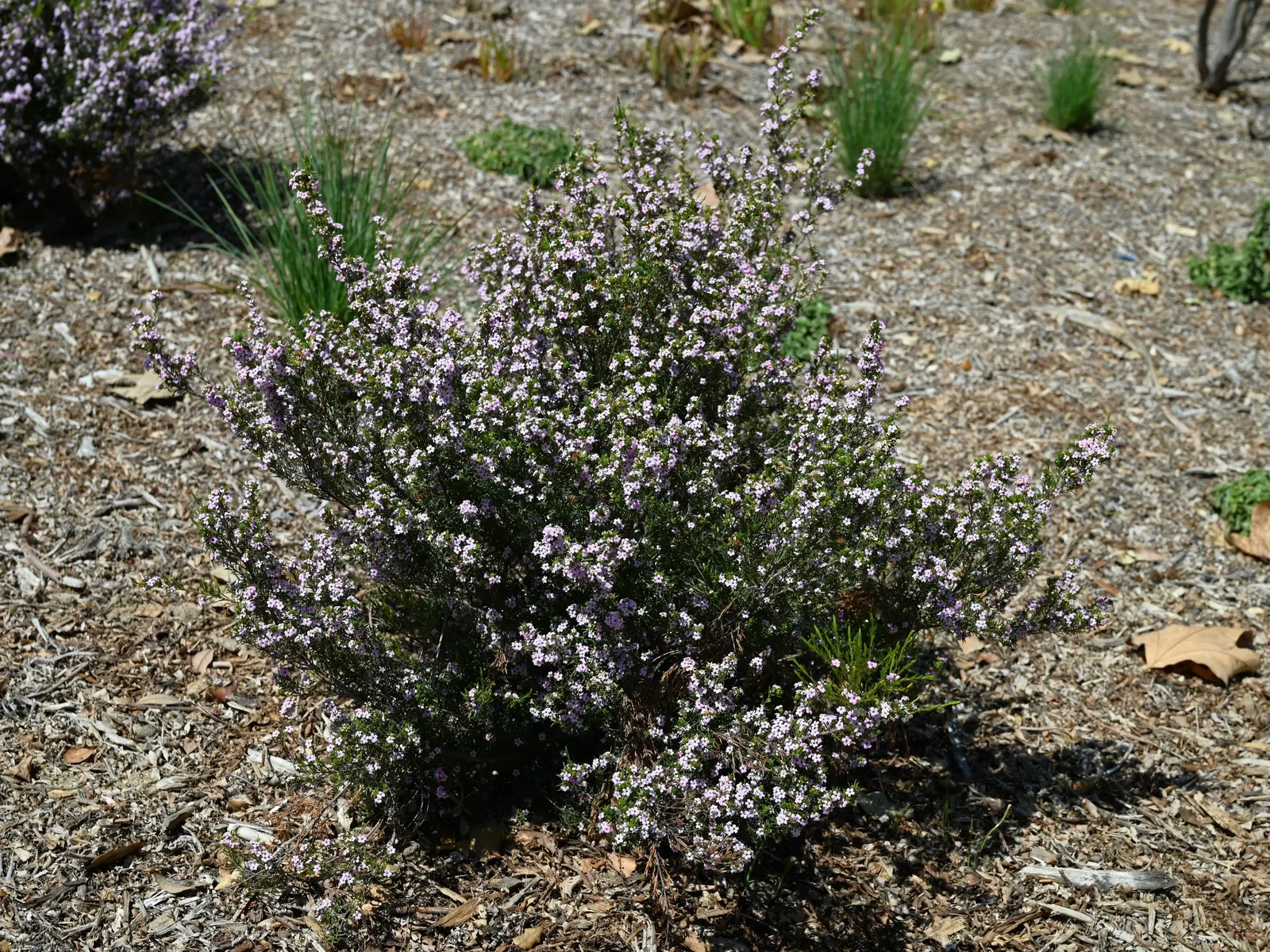 Pink Breath Of Heaven (Coleonema Pulchellum) — and emit a pleasant fragrance when brushed against; regular pruning maintains its airy