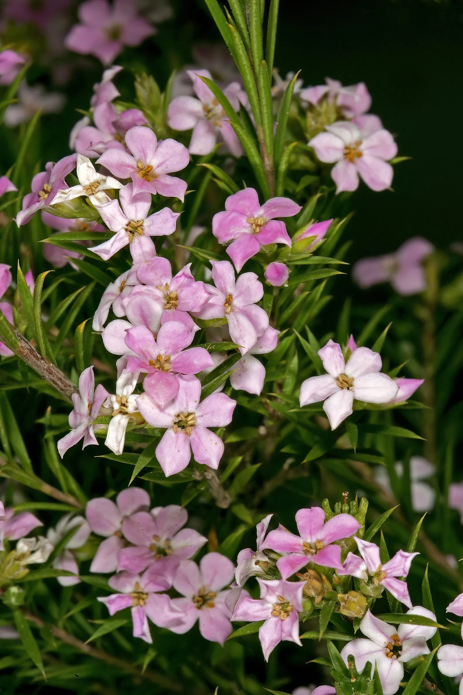 Pink Breath Of Heaven (Coleonema Pulchellum) — making it ideal for informal borders or aromatic garden accents