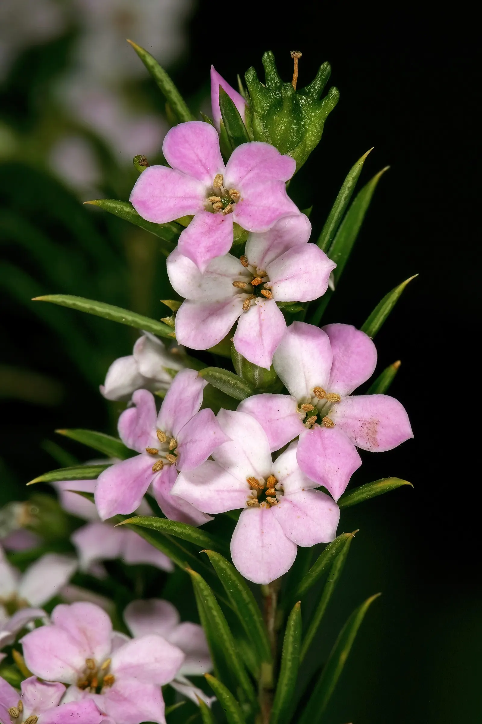 Pink Breath Of Heaven (Coleonema Pulchellum) — needle-like foliage and profuse; measuring about 0.25 to 0.5 inches long