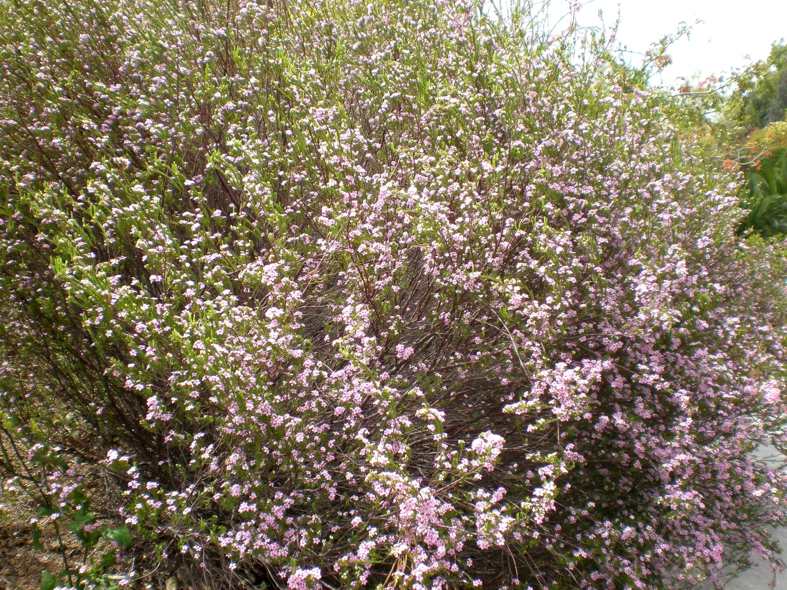 Pink Breath Of Heaven (Coleonema Pulchellum) — It prefers well-drained soil and full sun to light shade; making it ideal for informal borders or aromatic