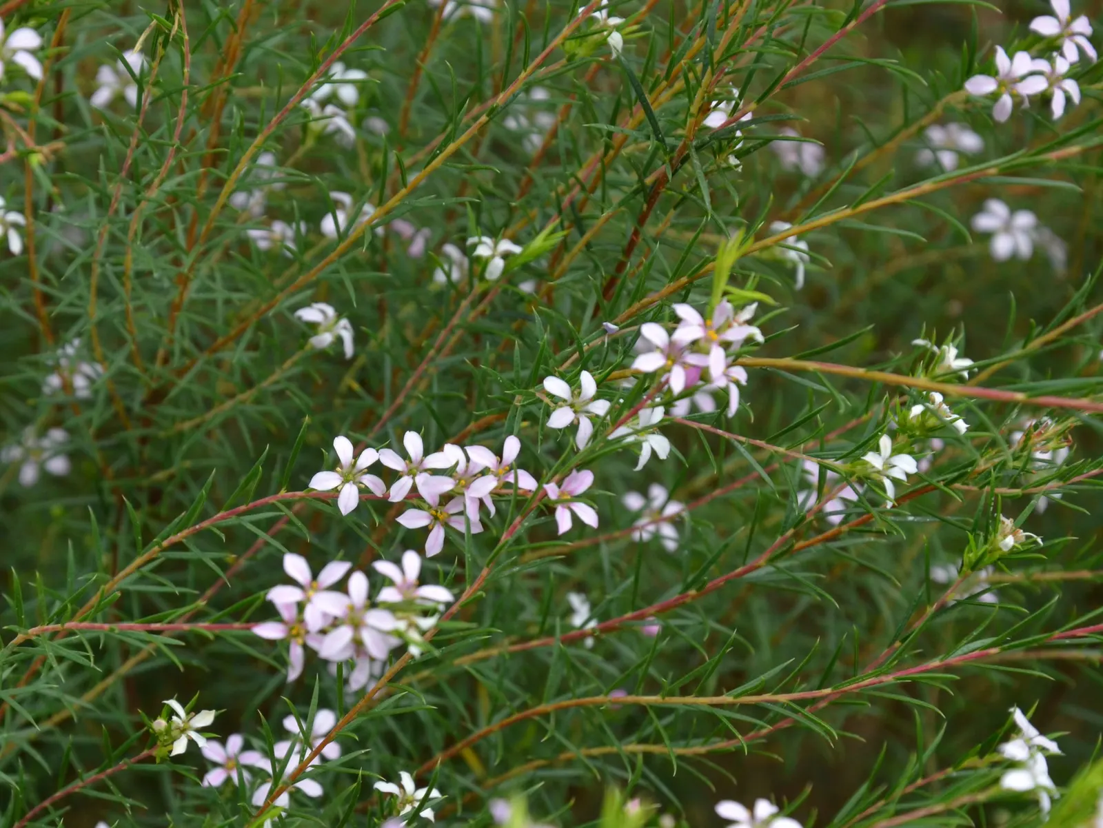Pink Breath Of Heaven (Coleonema Pulchellum) — pink flowers in the garden