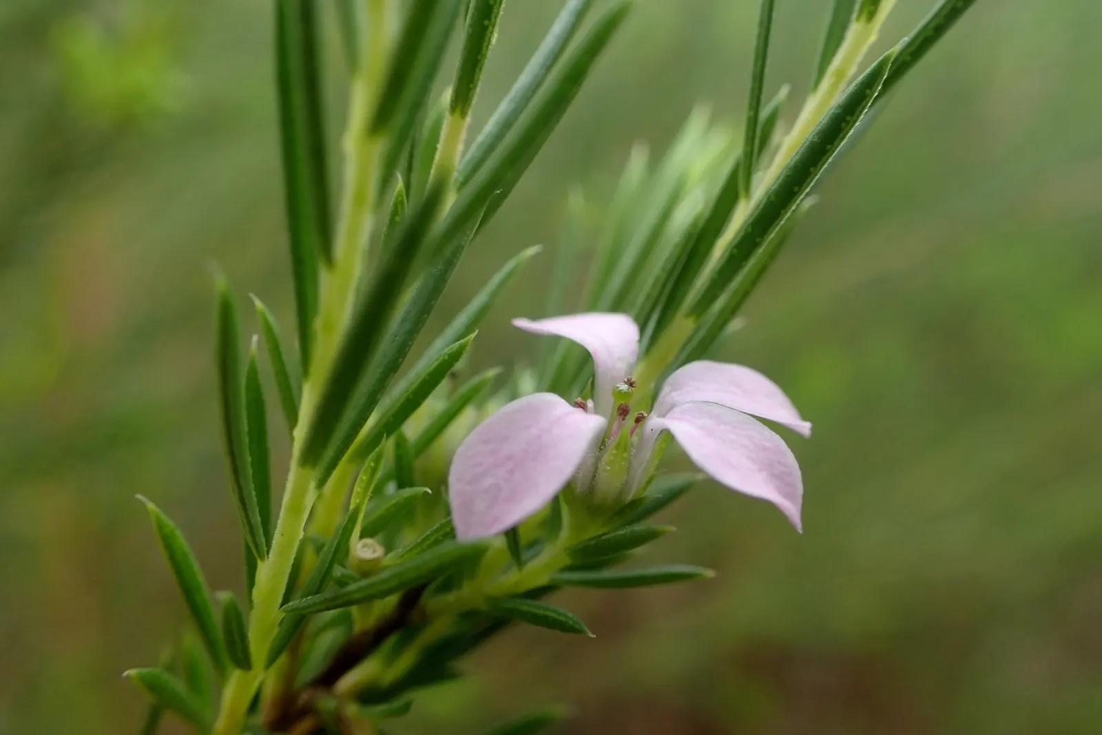 Pink Breath Of Heaven (Coleonema Pulchellum) — it typically reaches heights of 3 to 5 feet and spreads equally wide; it is drought-tolerant once established
