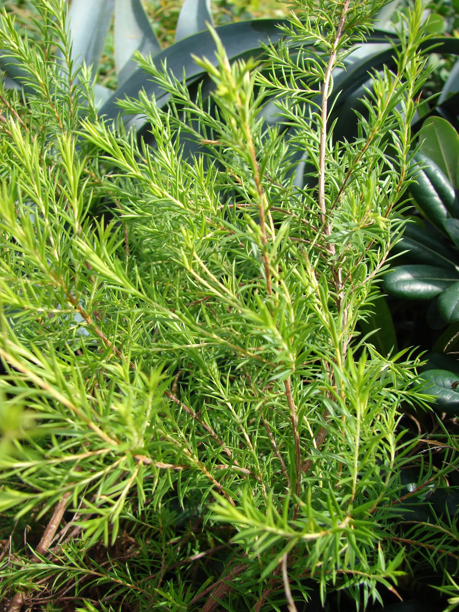 Pink Breath Of Heaven (Coleonema Pulchellum) — It prefers well-drained soil and full sun to light shade