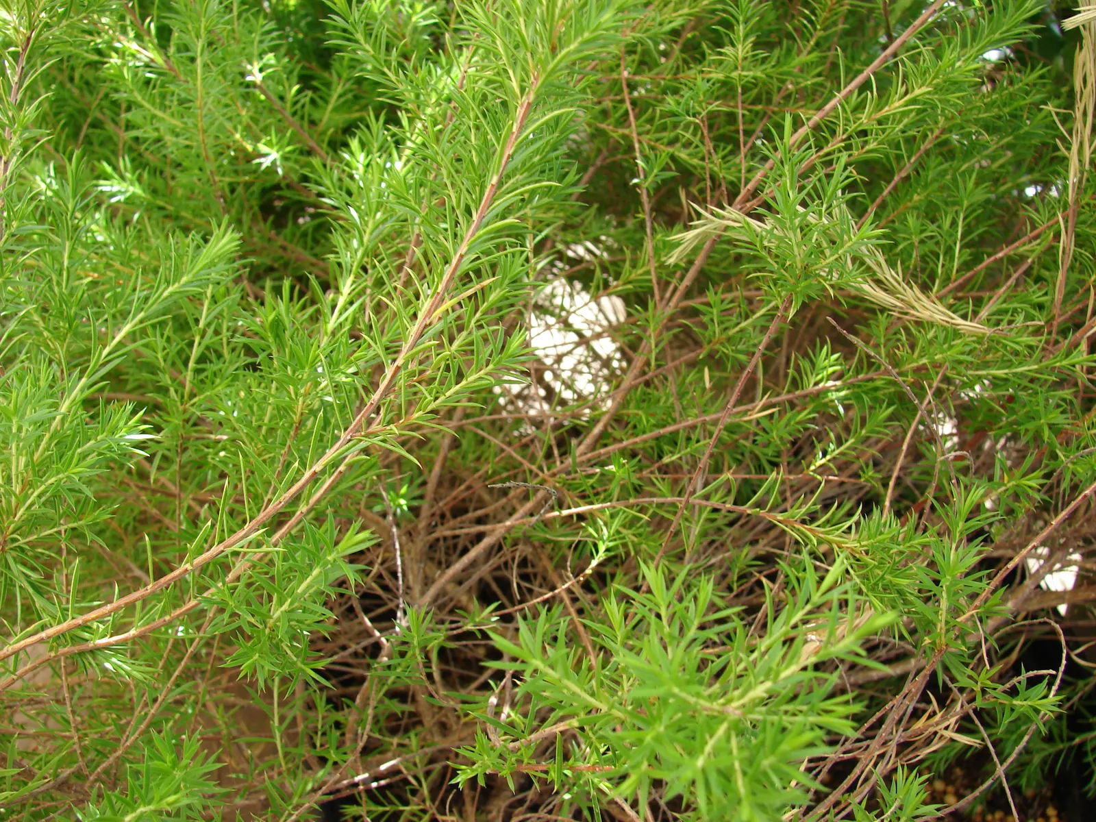 Pink Breath Of Heaven (Coleonema Pulchellum) — evergreen shrub known for its fine