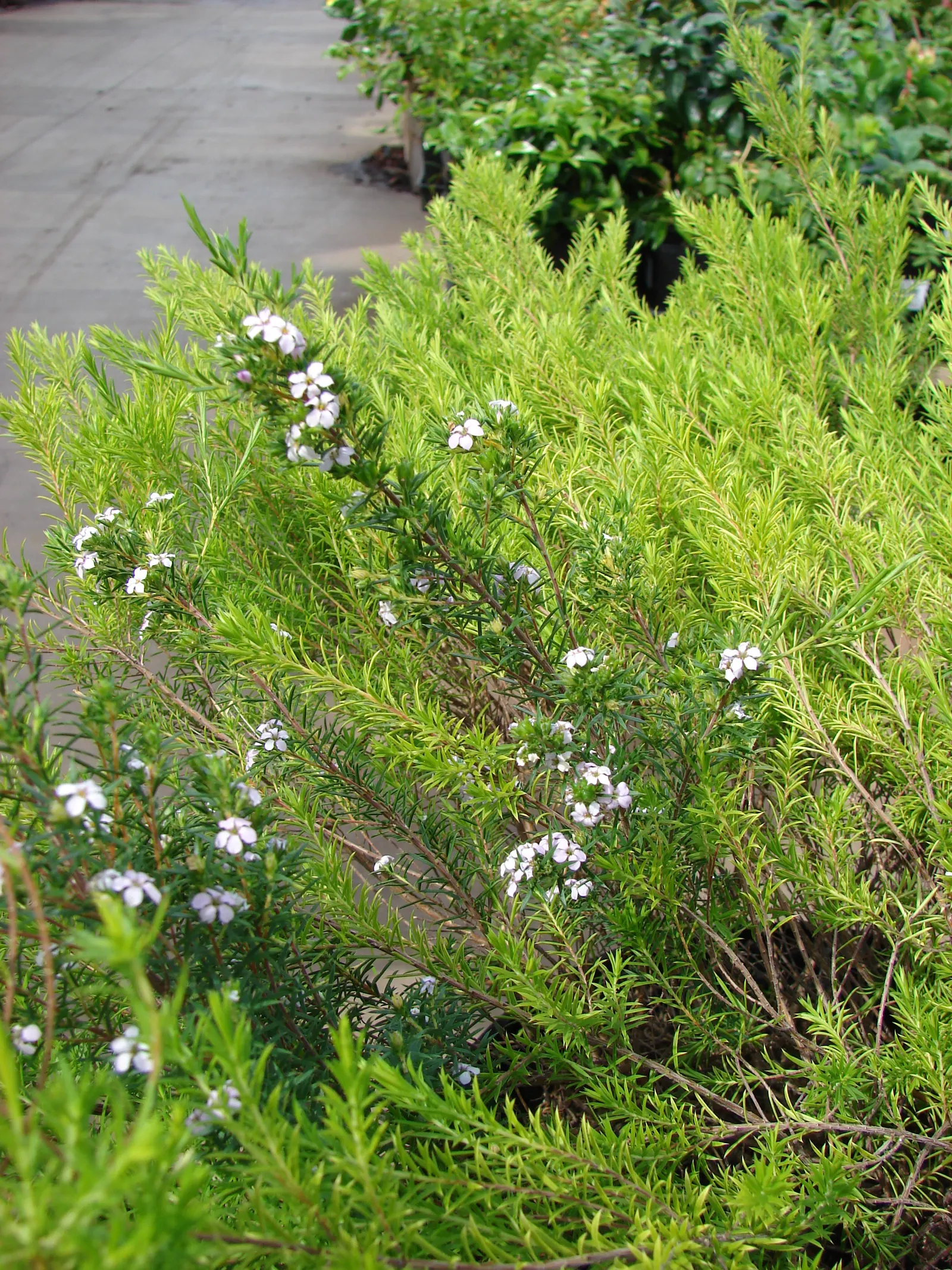 Pink Breath Of Heaven (Coleonema Pulchellum) — shrub for full or half