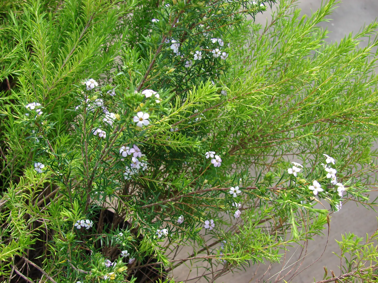 Pink Breath Of Heaven (Coleonema Pulchellum) — tiny pink flowers which emit a spicy fragrance; making it an excellent choice for water-wise gardens