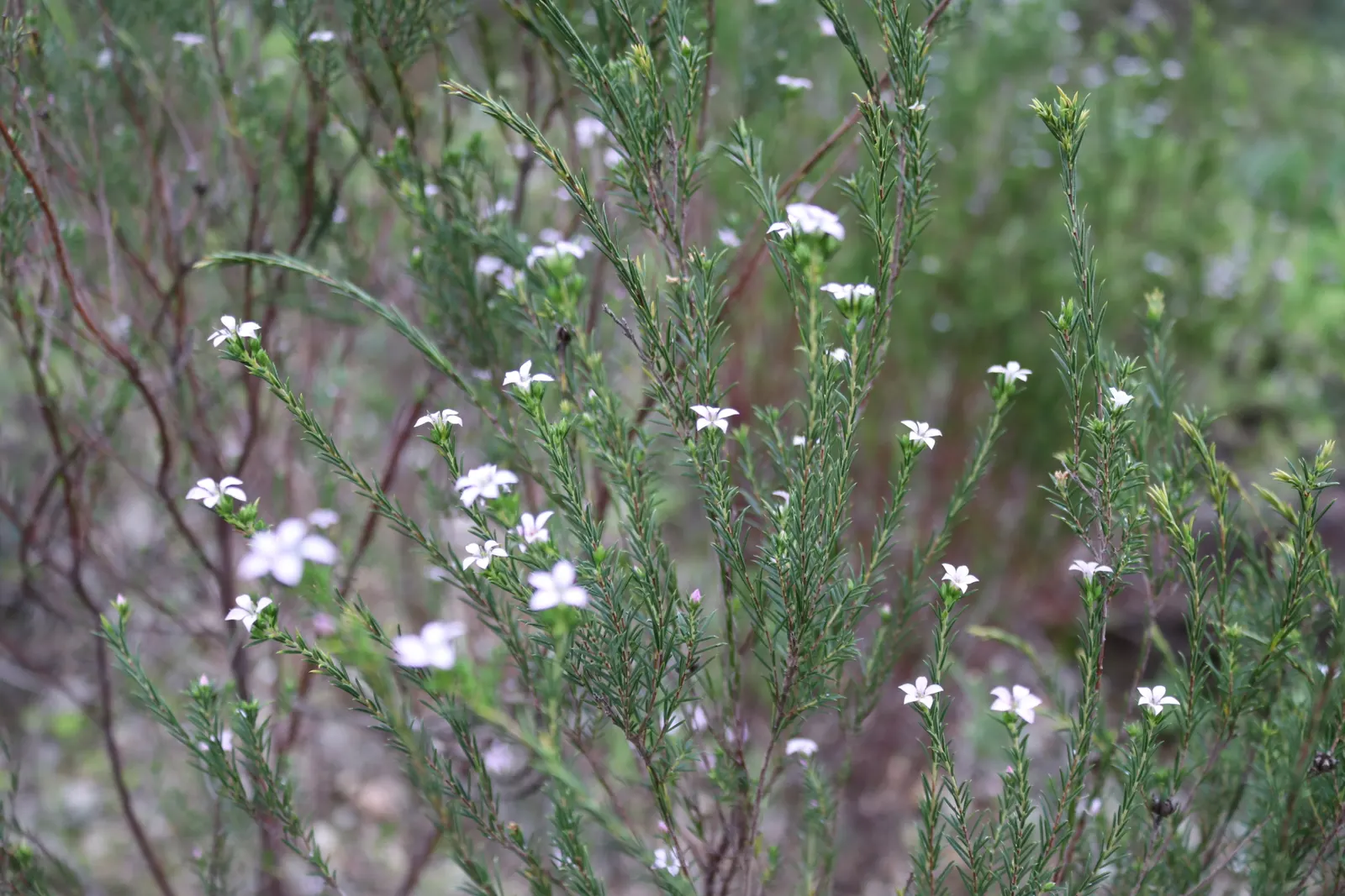 Pink Breath Of Heaven (Coleonema Pulchellum) — scientifically named Coleonema pulchellum; tiny pink flowers which emit a spicy fragrance
