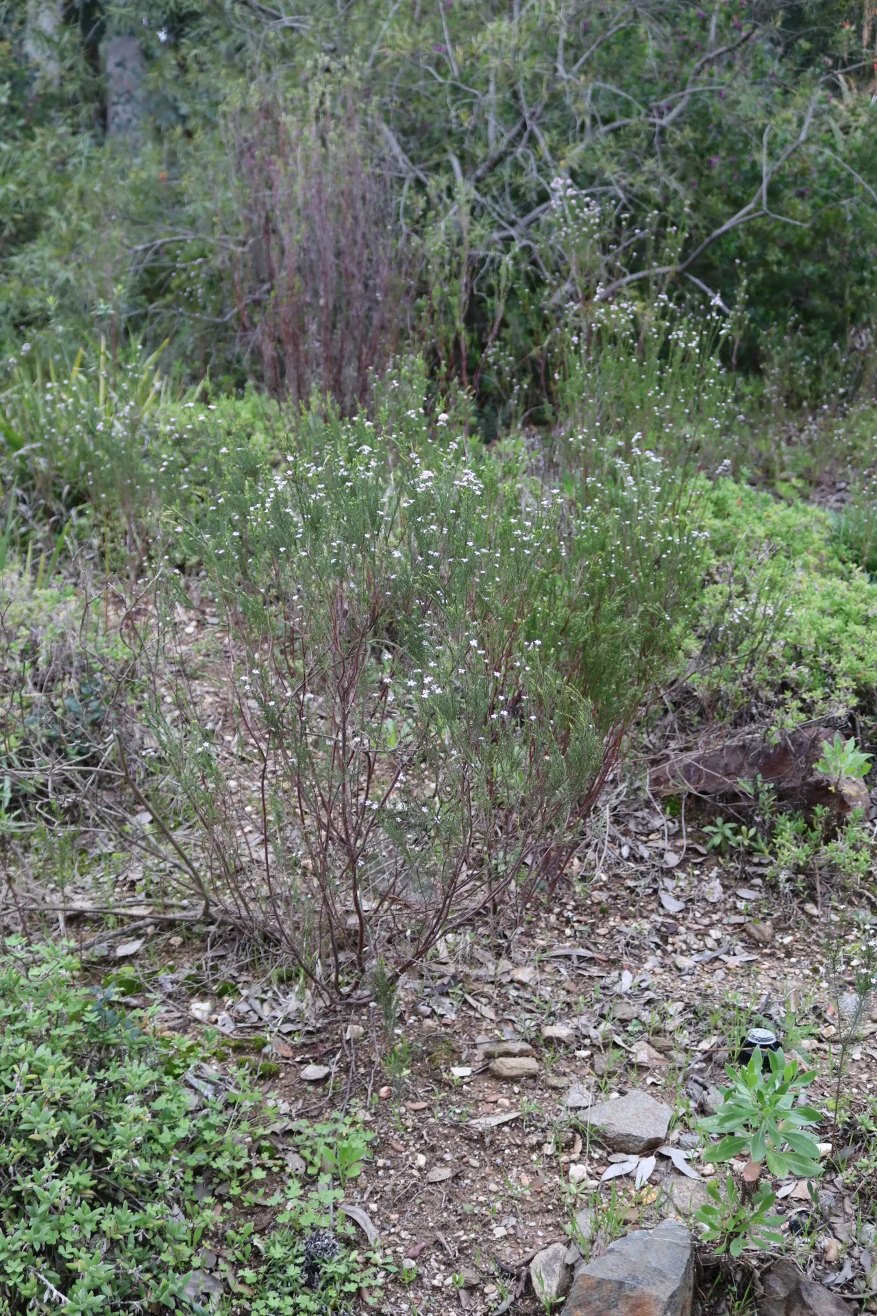 Pink Breath Of Heaven (Coleonema Pulchellum) — Thriving in USDA zones 8-10, it reaches 3-5 feet in height and 5 feet in width; shrub for full or half