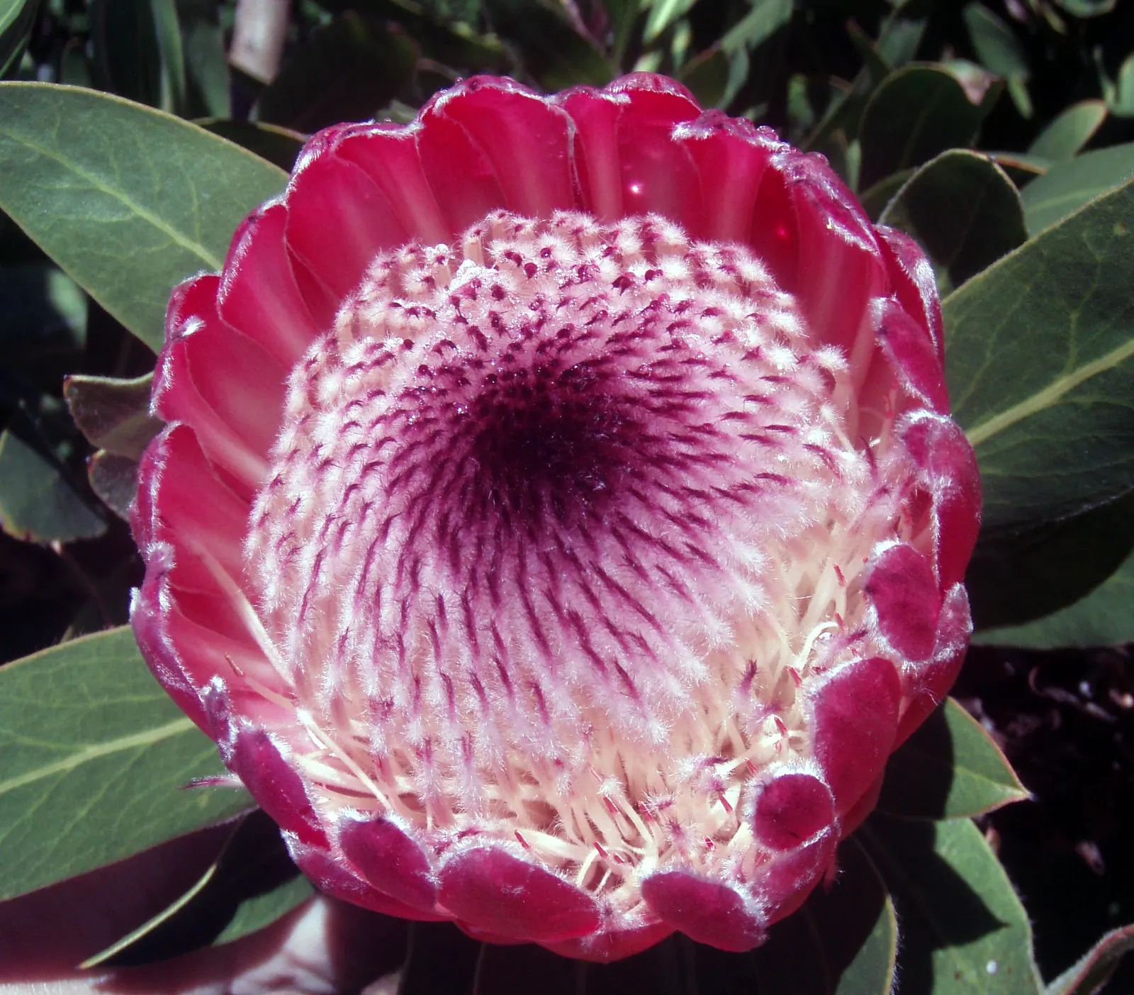 Oleanderleaf Protea (Protea 'Pink Ice') — is a captivating and robust plant that brings both aesthetic appeal and resilience to any landscape