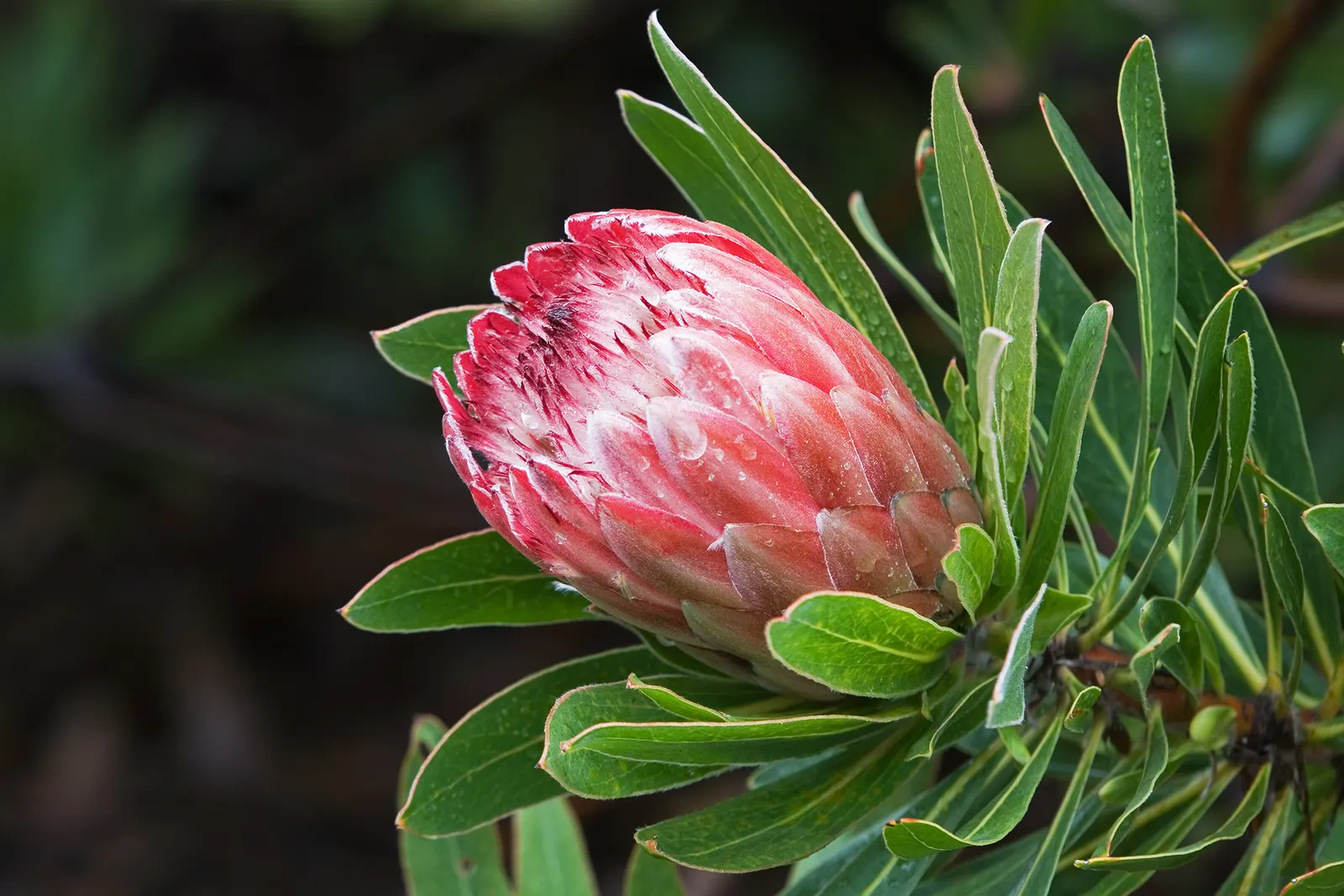 Oleanderleaf Protea (Protea 'Pink Ice') — Its bold blooms attract birds and make excellent cut flowers