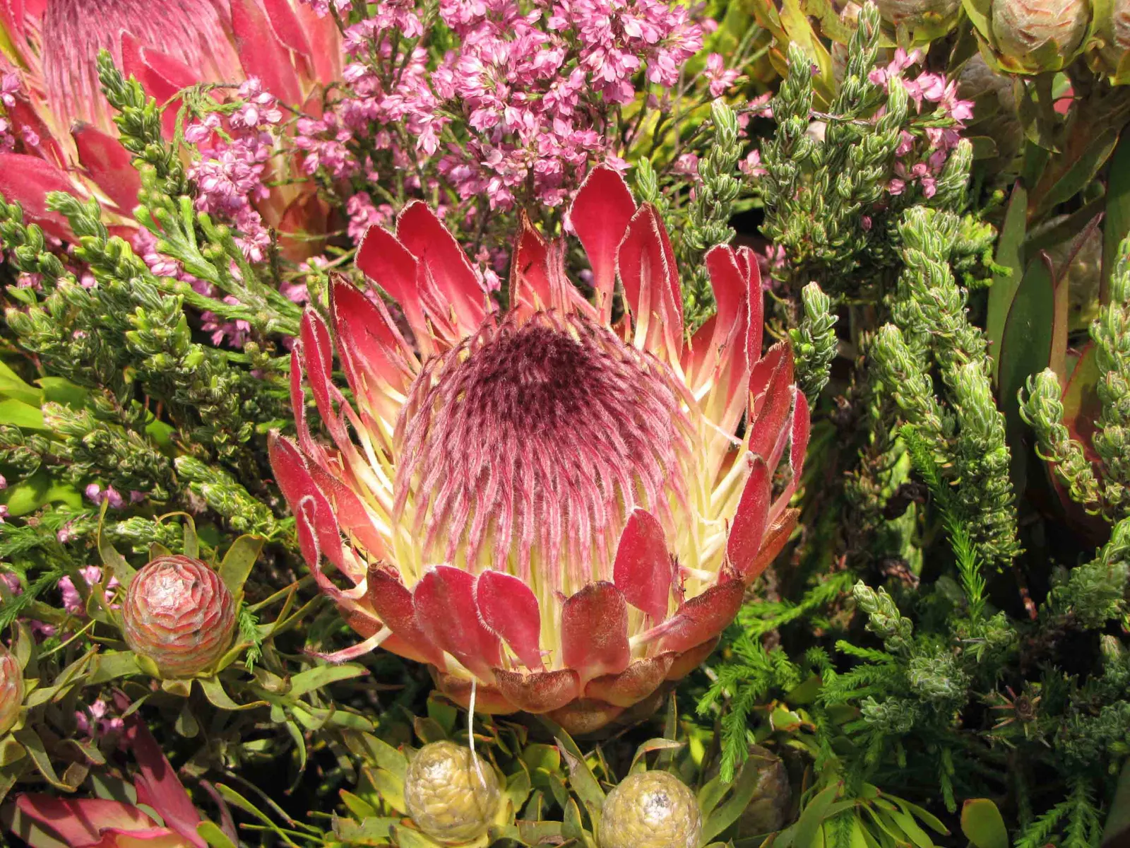 Oleanderleaf Protea (Protea 'Pink Ice') — A member of the Proteaceae family