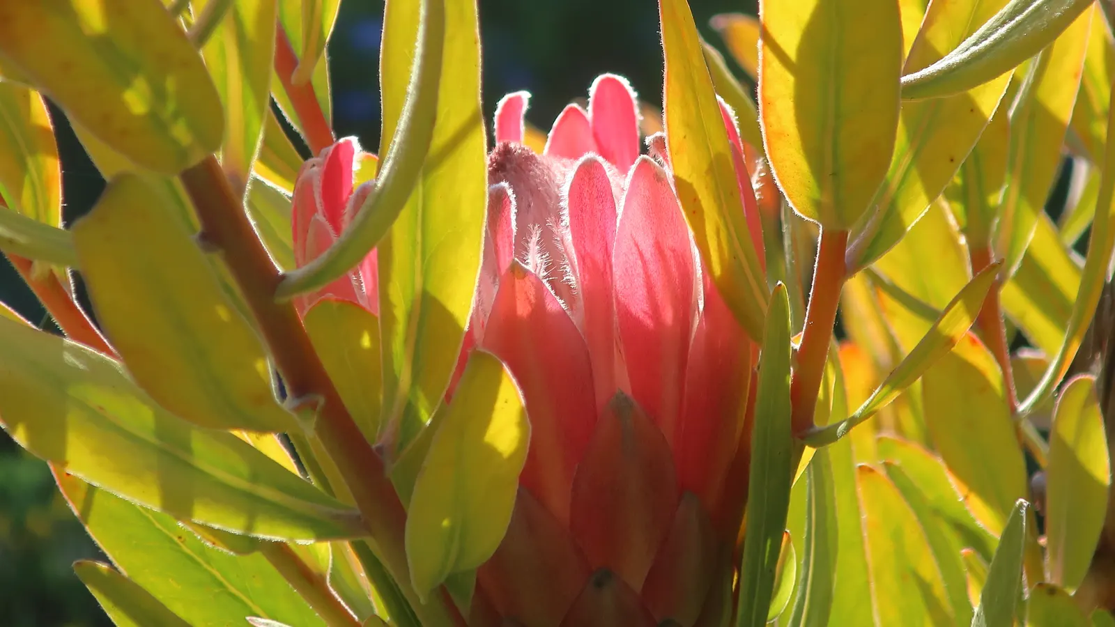 Oleanderleaf Protea (Protea 'Pink Ice') — Low water needs and resistance to wind make it ideal for xeriscapes