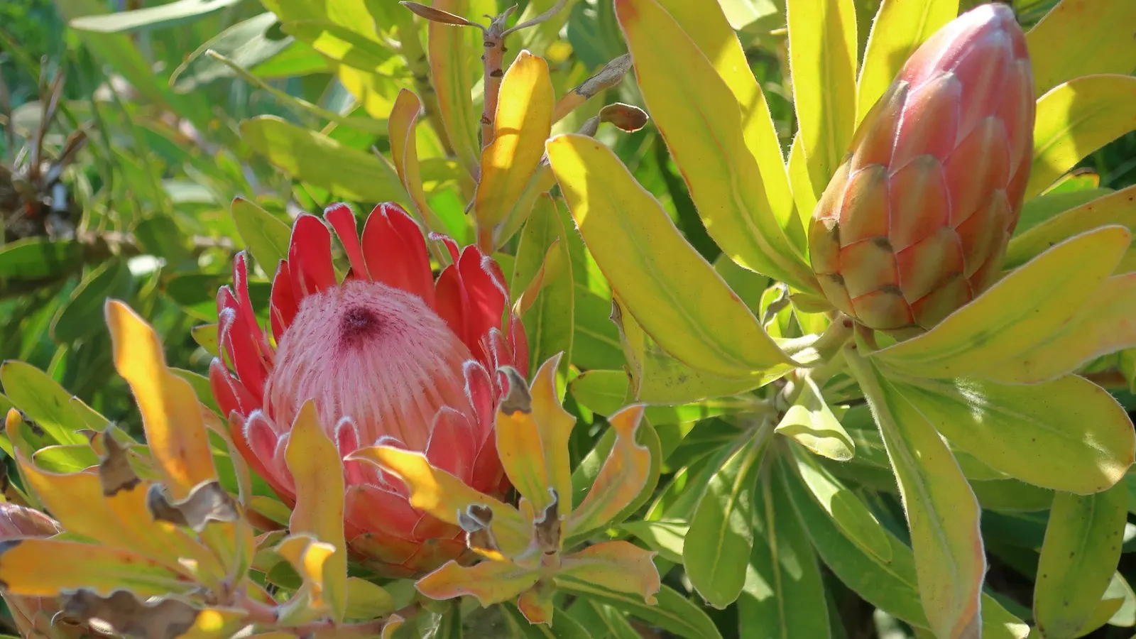 Oleanderleaf Protea (Protea 'Pink Ice') — This sun-lover reaches up to 6-8 feet in height and spread, requiring well-drained soil