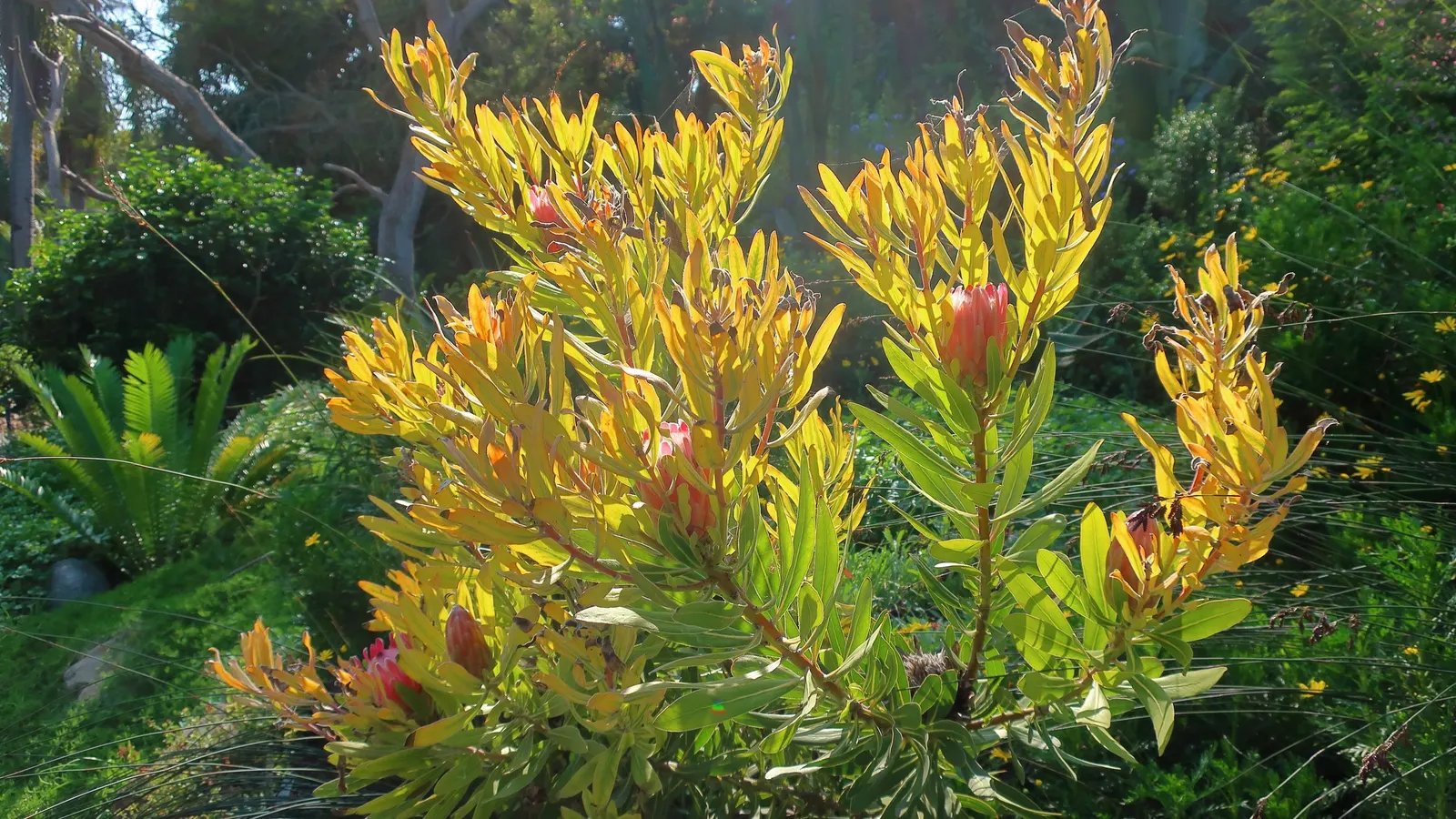Oleanderleaf Protea (Protea 'Pink Ice') — It showcases striking pink and cream bracts surrounding a central cone, blooming primarily in winter to spring