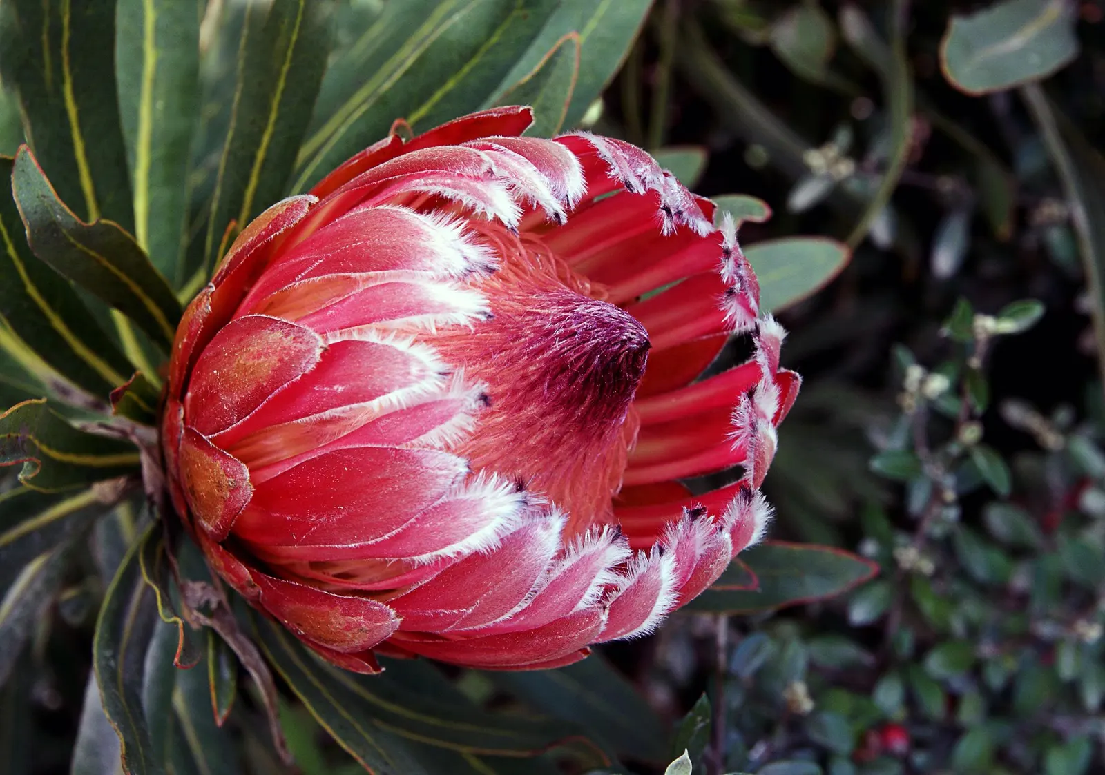 Oleanderleaf Protea (Protea 'Pink Ice') — The Protea 'Pink Ice', a robust evergreen shrub, thrives in USDA zones 8-11