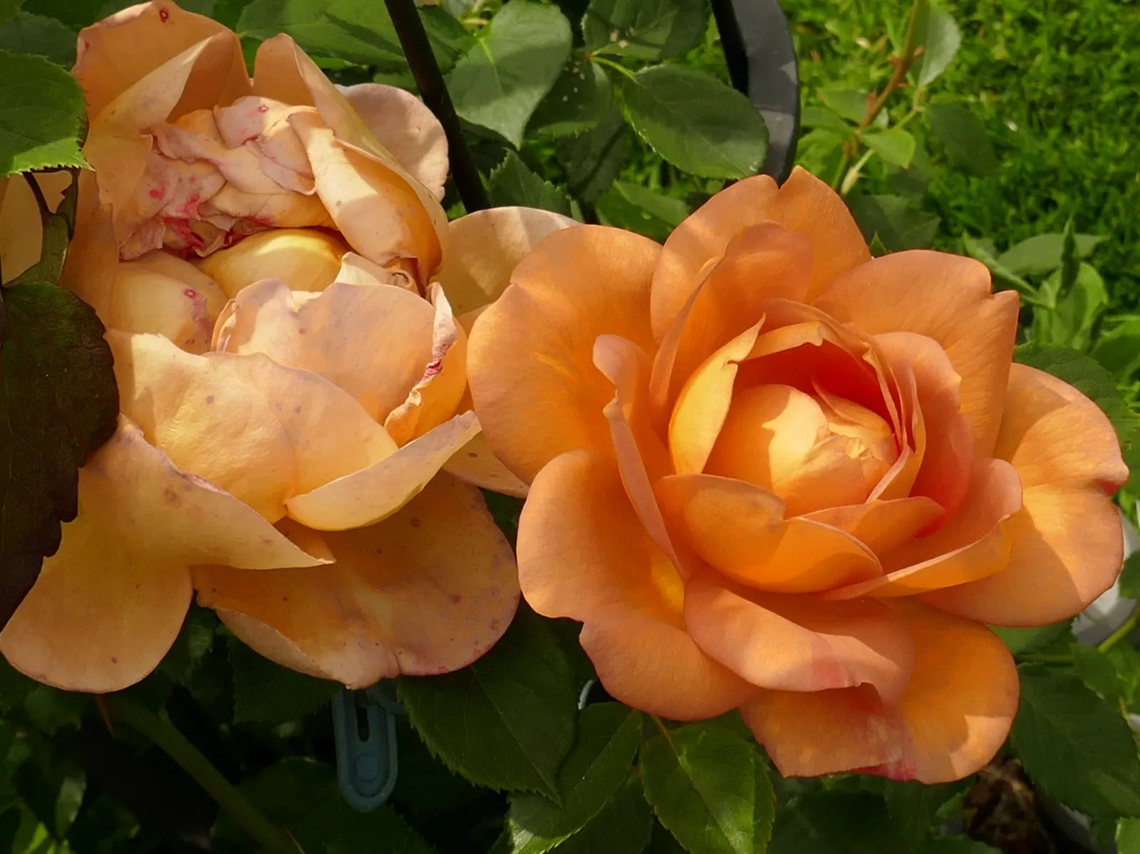 Lady Of Shallot Rose (Rosa 'Lady Of Shallot') — Rosa 'Lady of Shalott' thrives in USDA Hardiness Zones 5 through 9