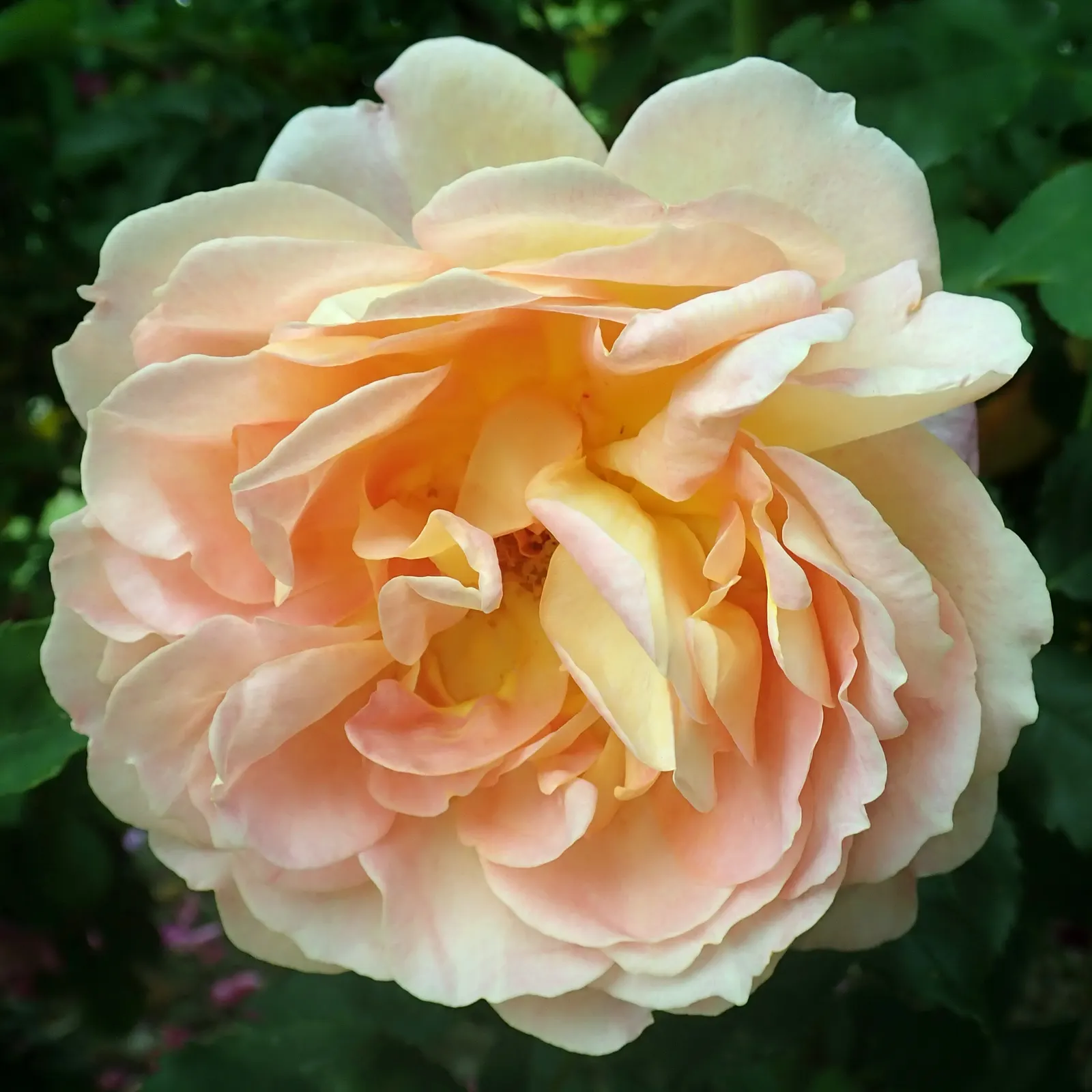 Lady Of Shallot Rose (Rosa 'Lady Of Shallot') — more pastel shade as they age