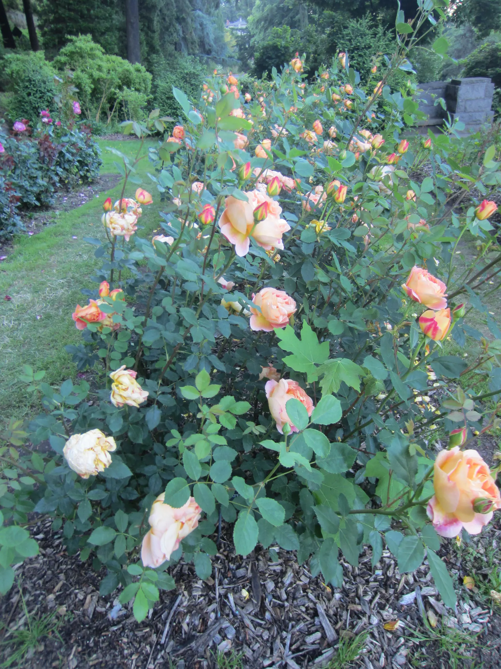 Lady Of Shallot Rose (Rosa 'Lady Of Shallot') — <br><br>In your landscape design