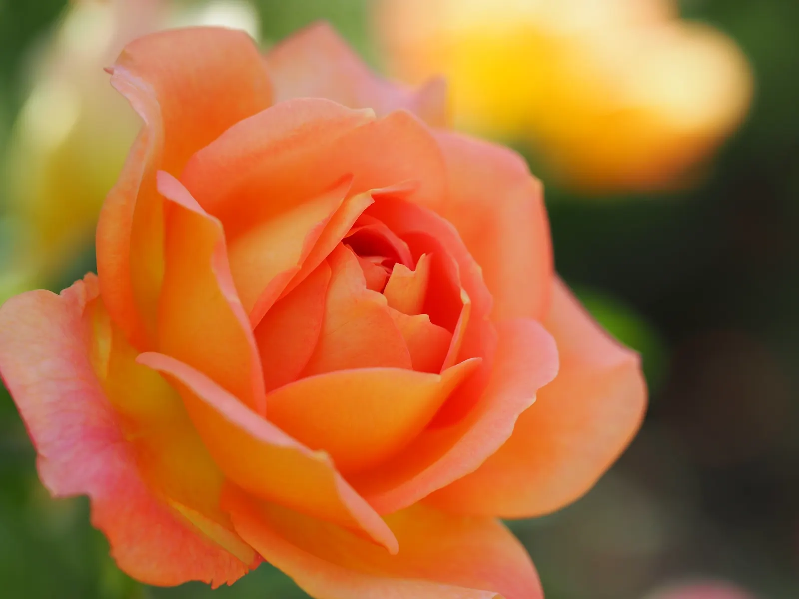 Lady Of Shallot Rose (Rosa 'Lady Of Shallot') — medium-green foliage.<br><br>The 'Lady of Shallot' flowers from late spring to early fall