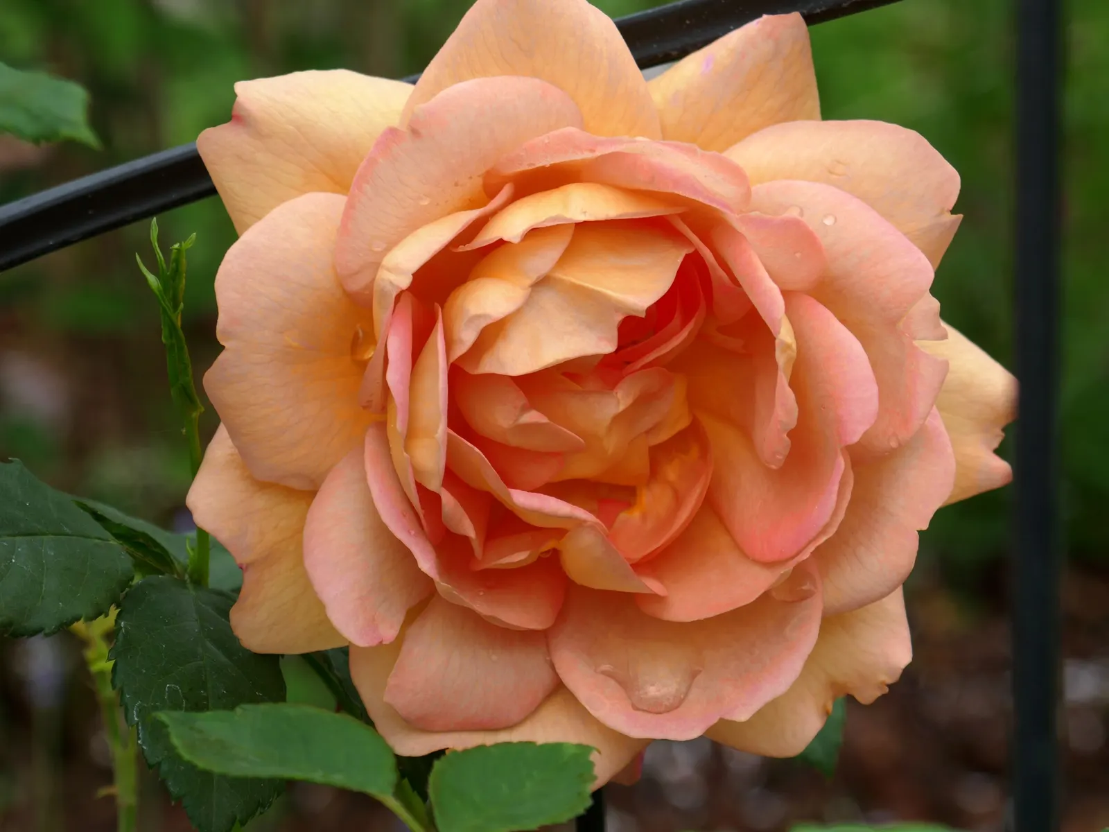 Lady Of Shallot Rose (Rosa 'Lady Of Shallot') — making it an enchanting addition to borders or as an eye-catching stand-alone specimen