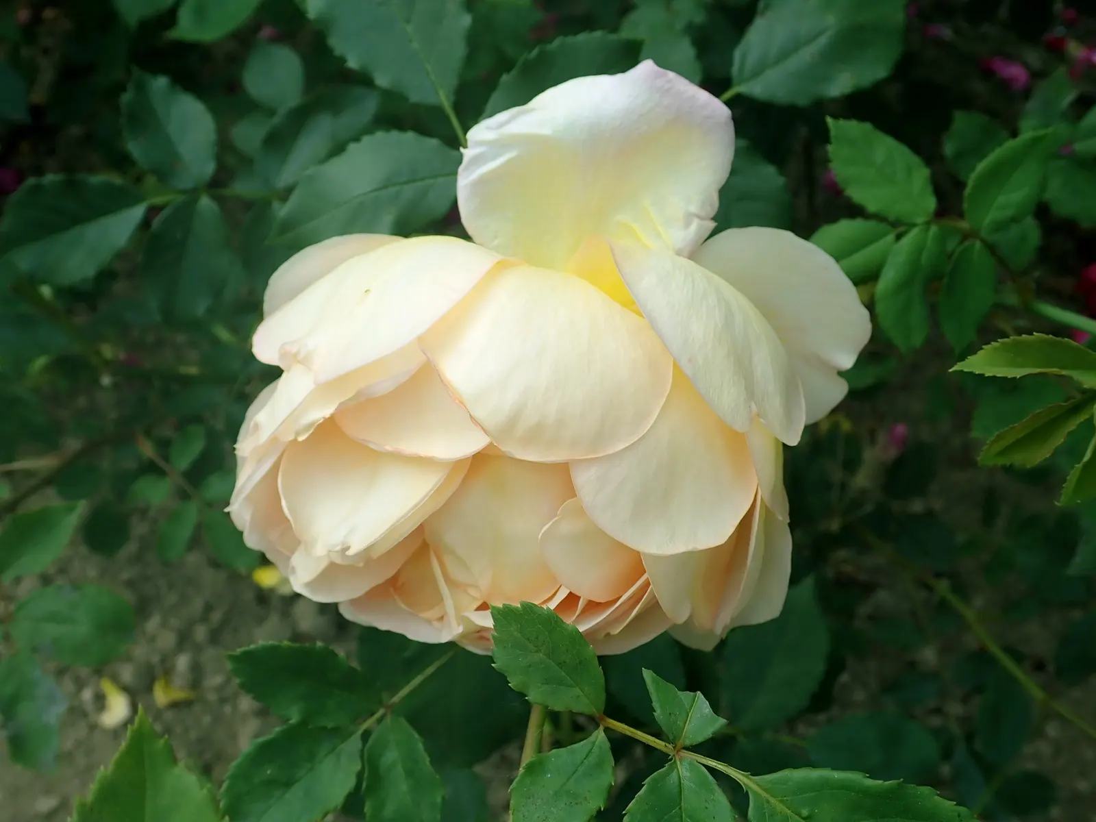 Lady Of Shallot Rose (Rosa 'Lady Of Shallot') — it flowers from late spring to frost
