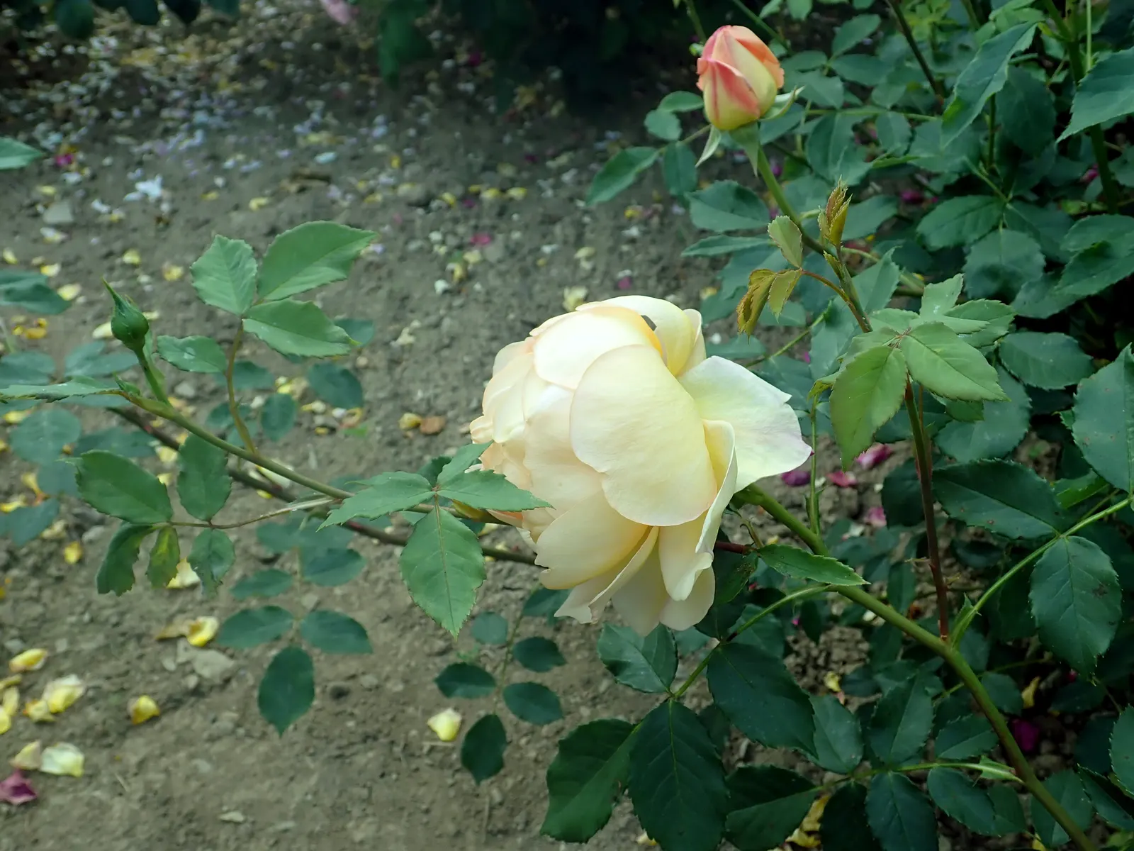 Lady Of Shallot Rose (Rosa 'Lady Of Shallot') — yet boasts modern disease resistance and vigour