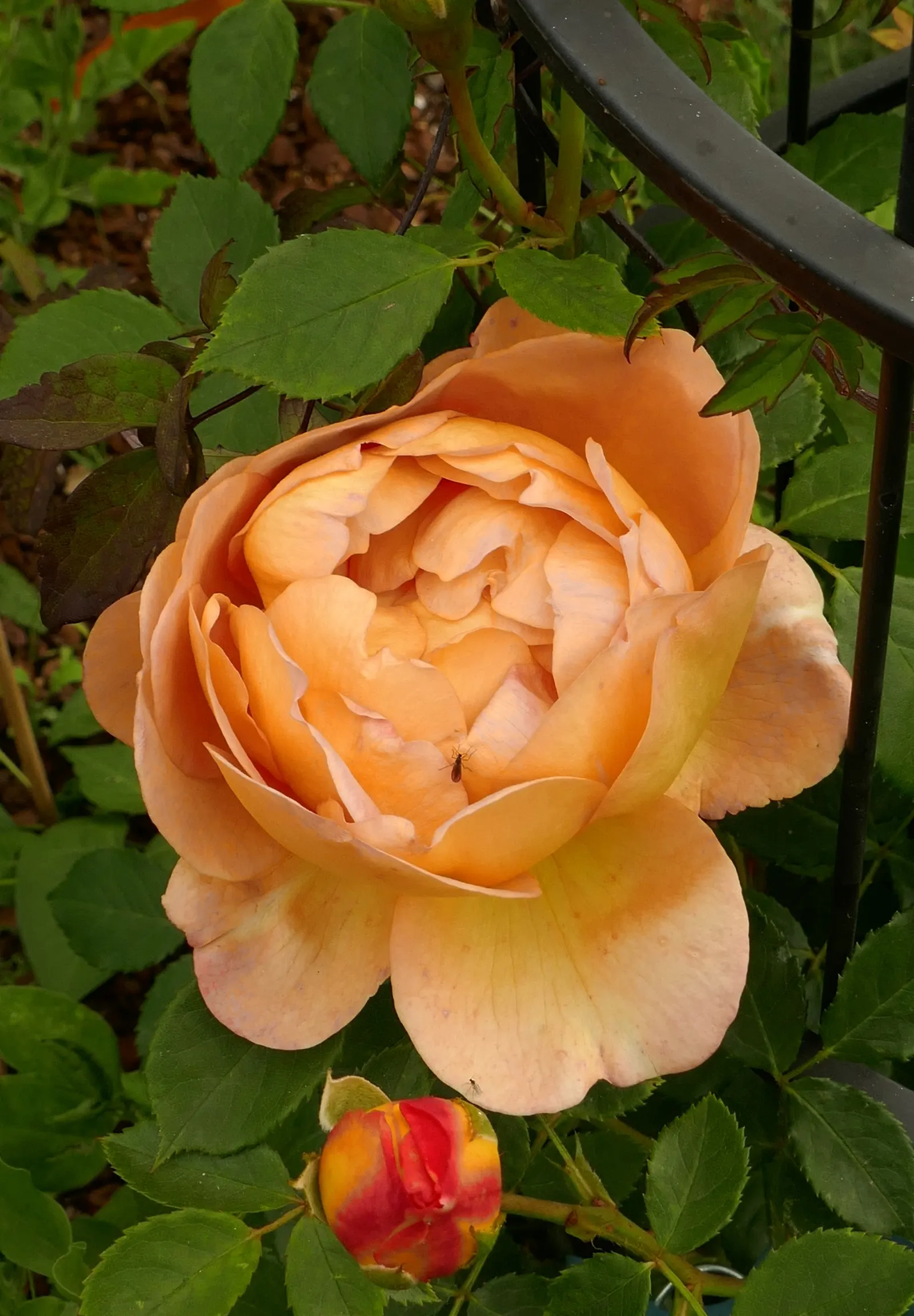 Lady Of Shallot Rose (Rosa 'Lady Of Shallot') — pair 'Lady of Shalott' with perennials that accentuate its warm tones