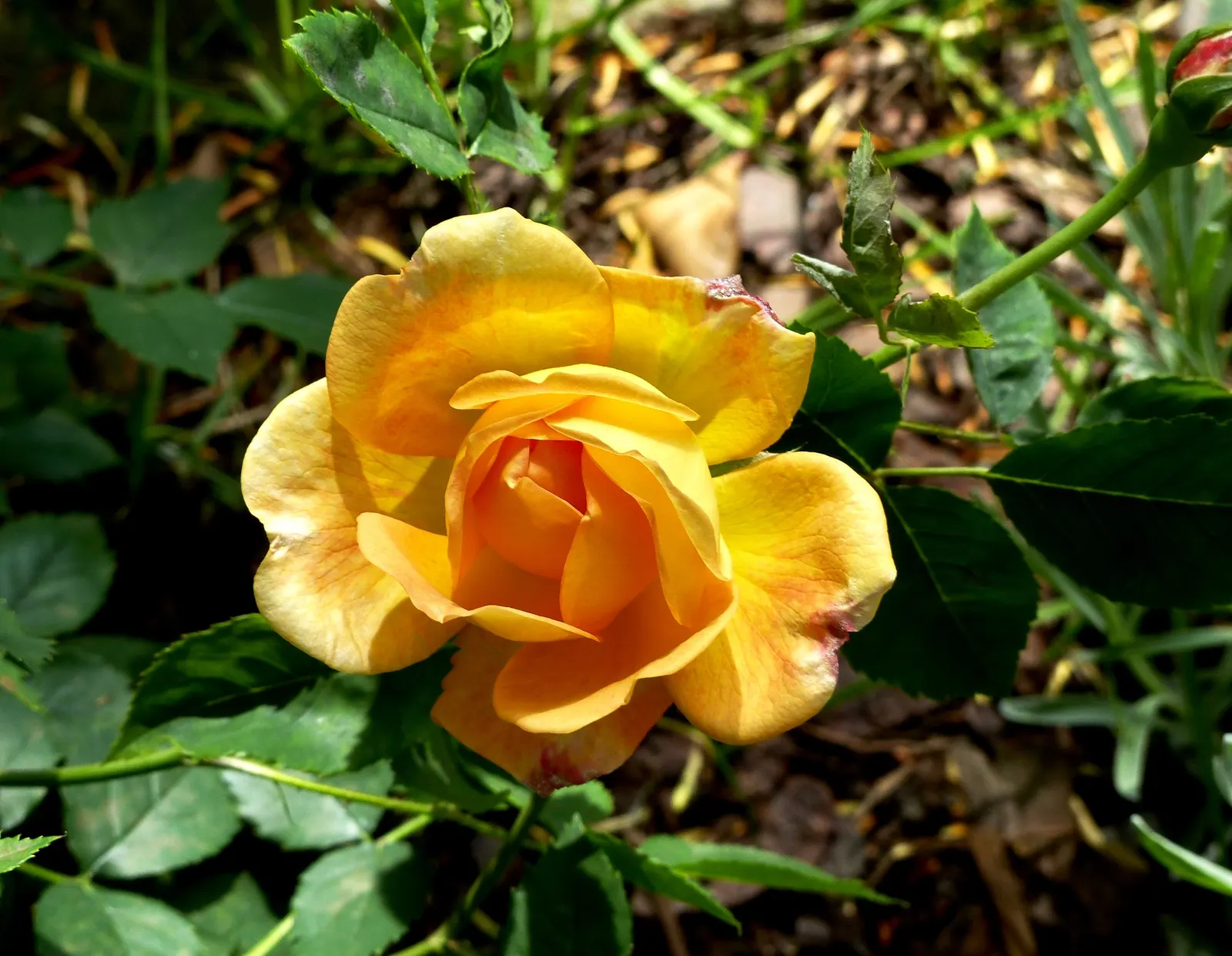 Lady Of Shallot Rose (Rosa 'Lady Of Shallot') — Prune in late winter or early spring to maintain shape and promote healthy growth