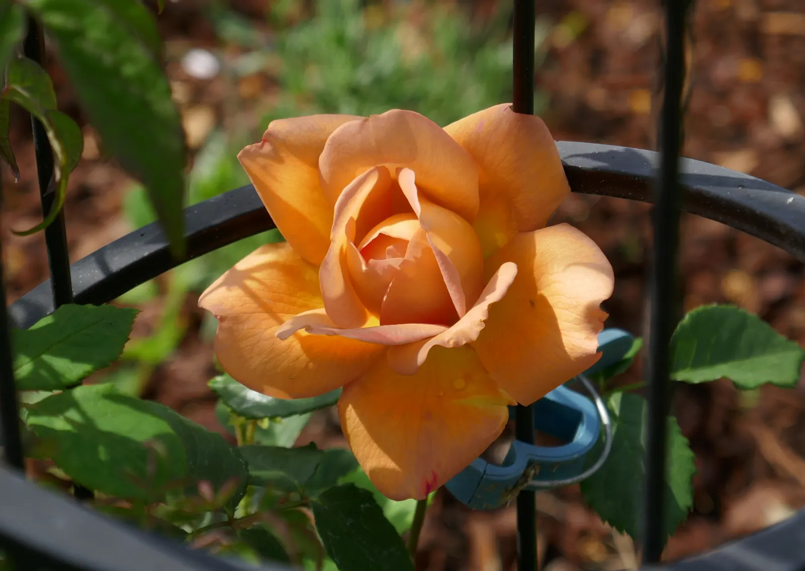 Lady Of Shallot Rose (Rosa 'Lady Of Shallot') — reaching an impressive 4 feet in height and 3.5 feet in spread