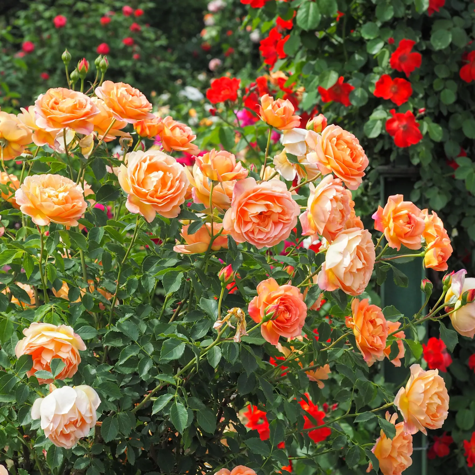 Lady Of Shallot Rose (Rosa 'Lady Of Shallot') — making it an ideal specimen for mid-border plantings or as a fragrant hedge