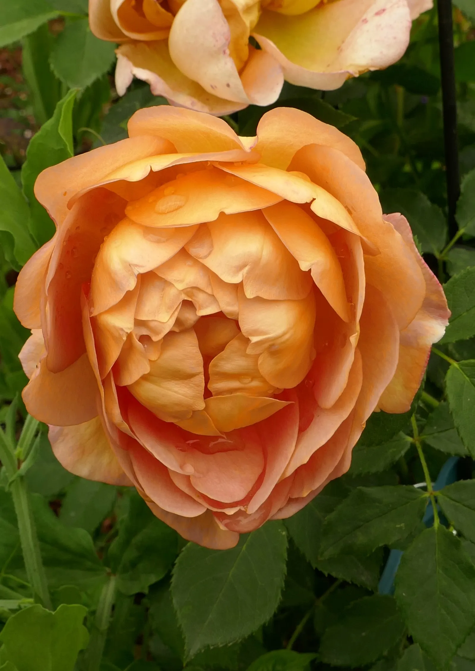 Lady Of Shallot Rose (Rosa 'Lady Of Shallot') — This disease-resistant shrub rose thrives in full sun