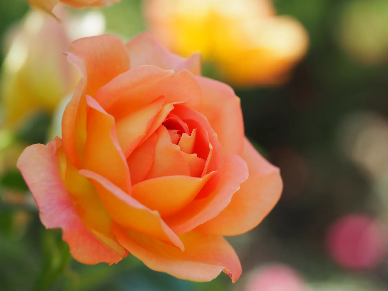 Lady Of Shallot Rose (Rosa 'Lady Of Shallot') — rich apricot hue that transitions to a softer