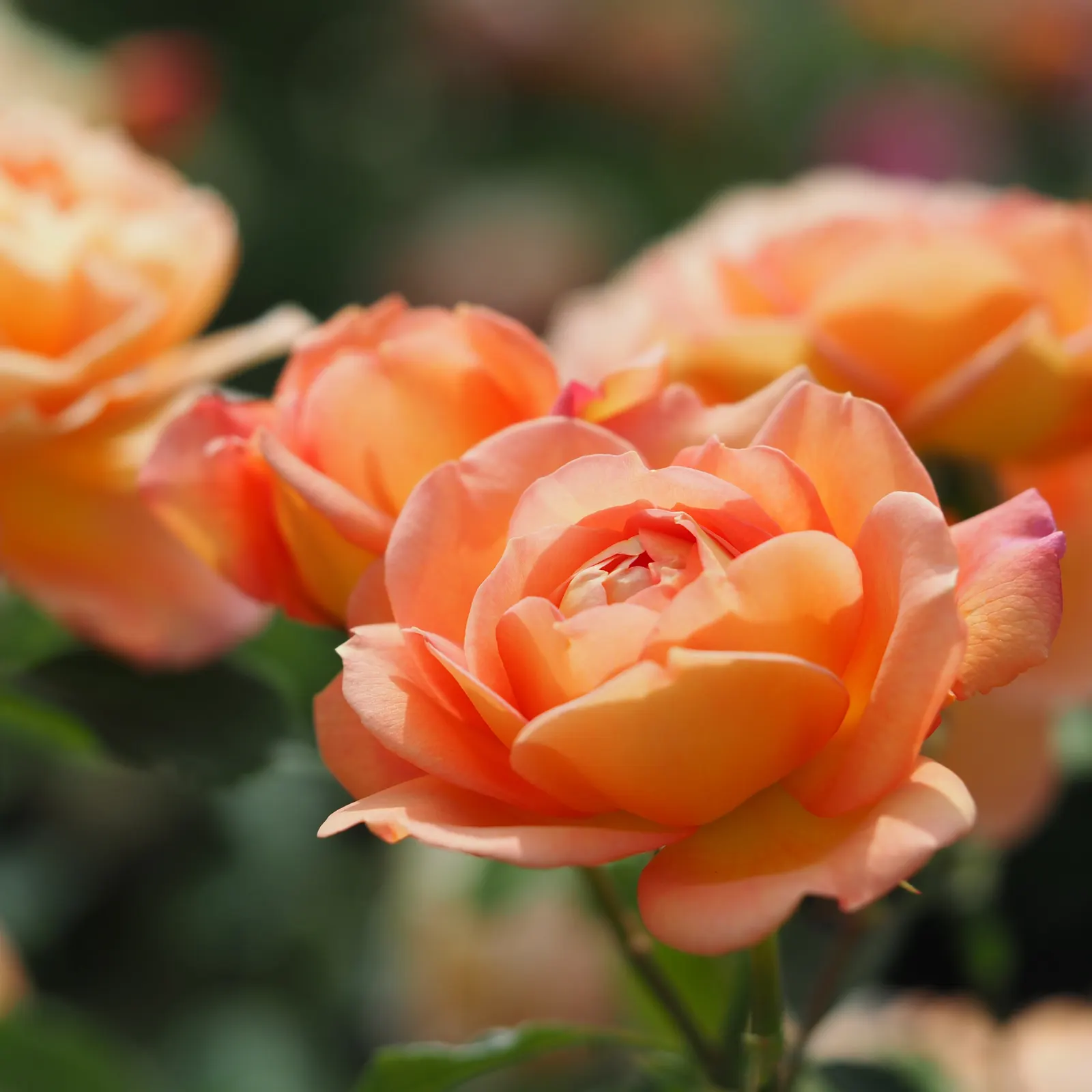 Lady Of Shallot Rose (Rosa 'Lady Of Shallot') — tea-like fragrance with hints of clove and spiced apple.<br><br>Tolerant of a variety of conditions
