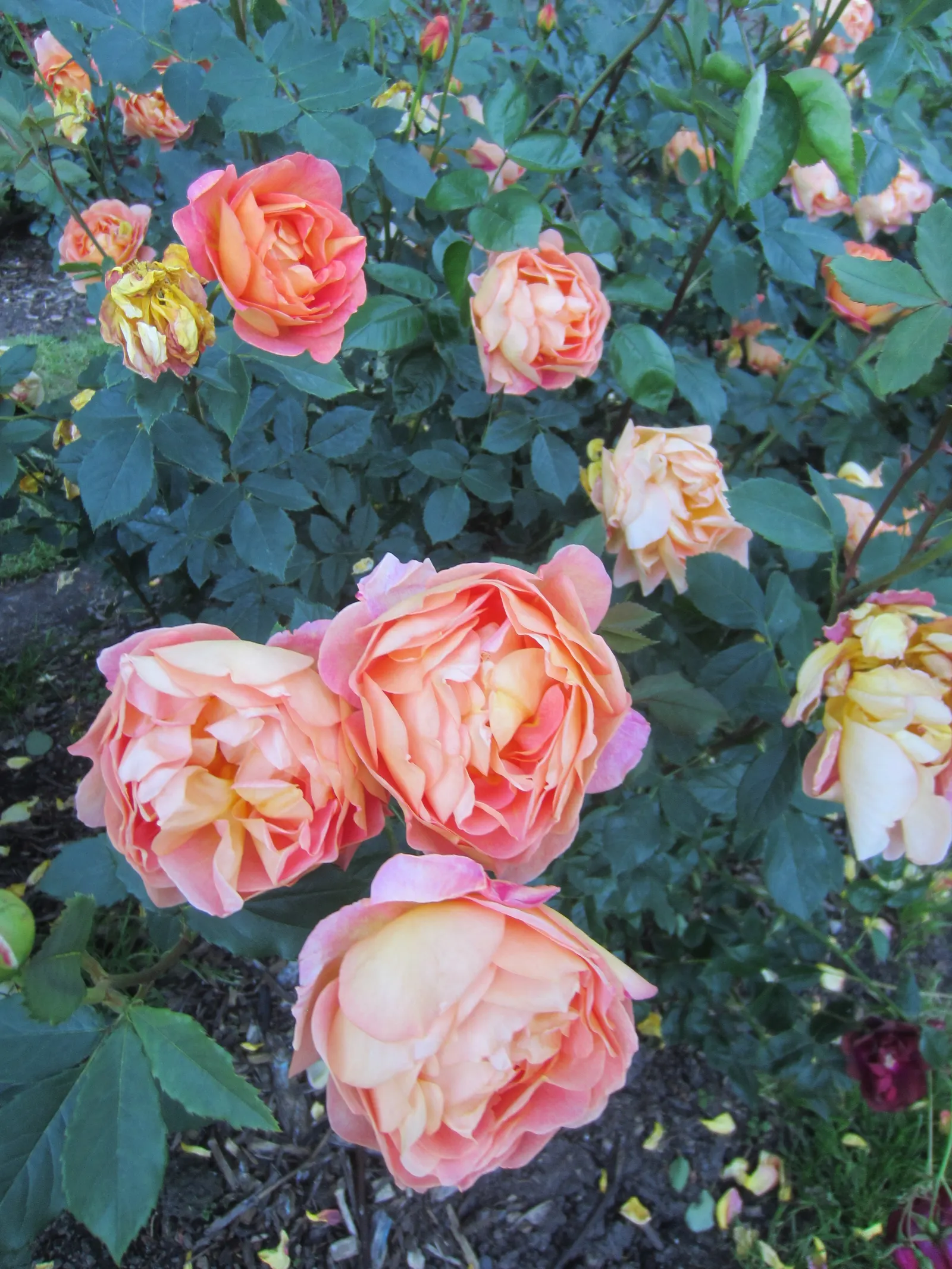 Lady Of Shallot Rose (Rosa 'Lady Of Shallot') — Its robust resistance to common rose diseases like rust