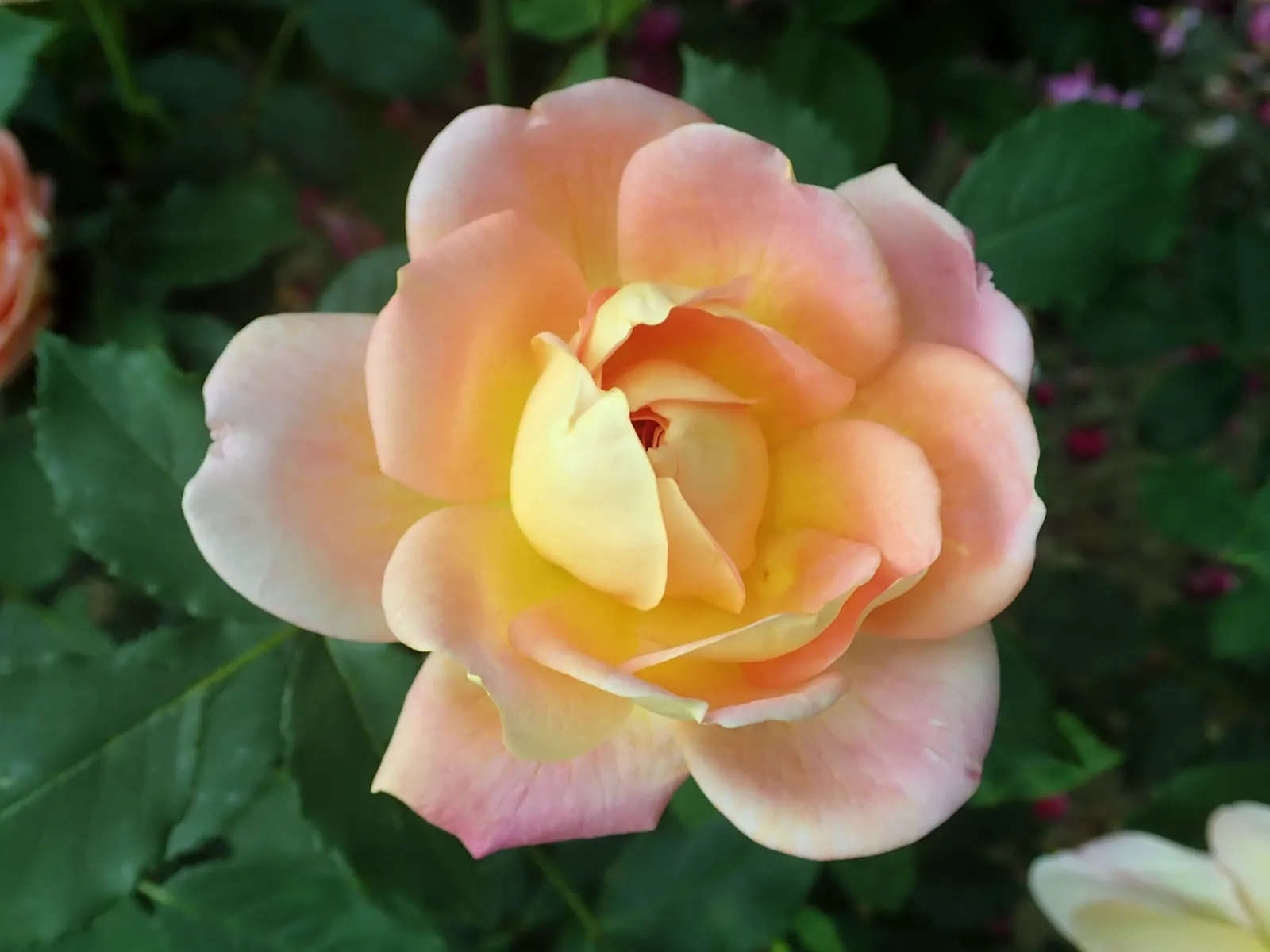 Lady Of Shallot Rose (Rosa 'Lady Of Shallot') — producing chalice-shaped blooms with a warm