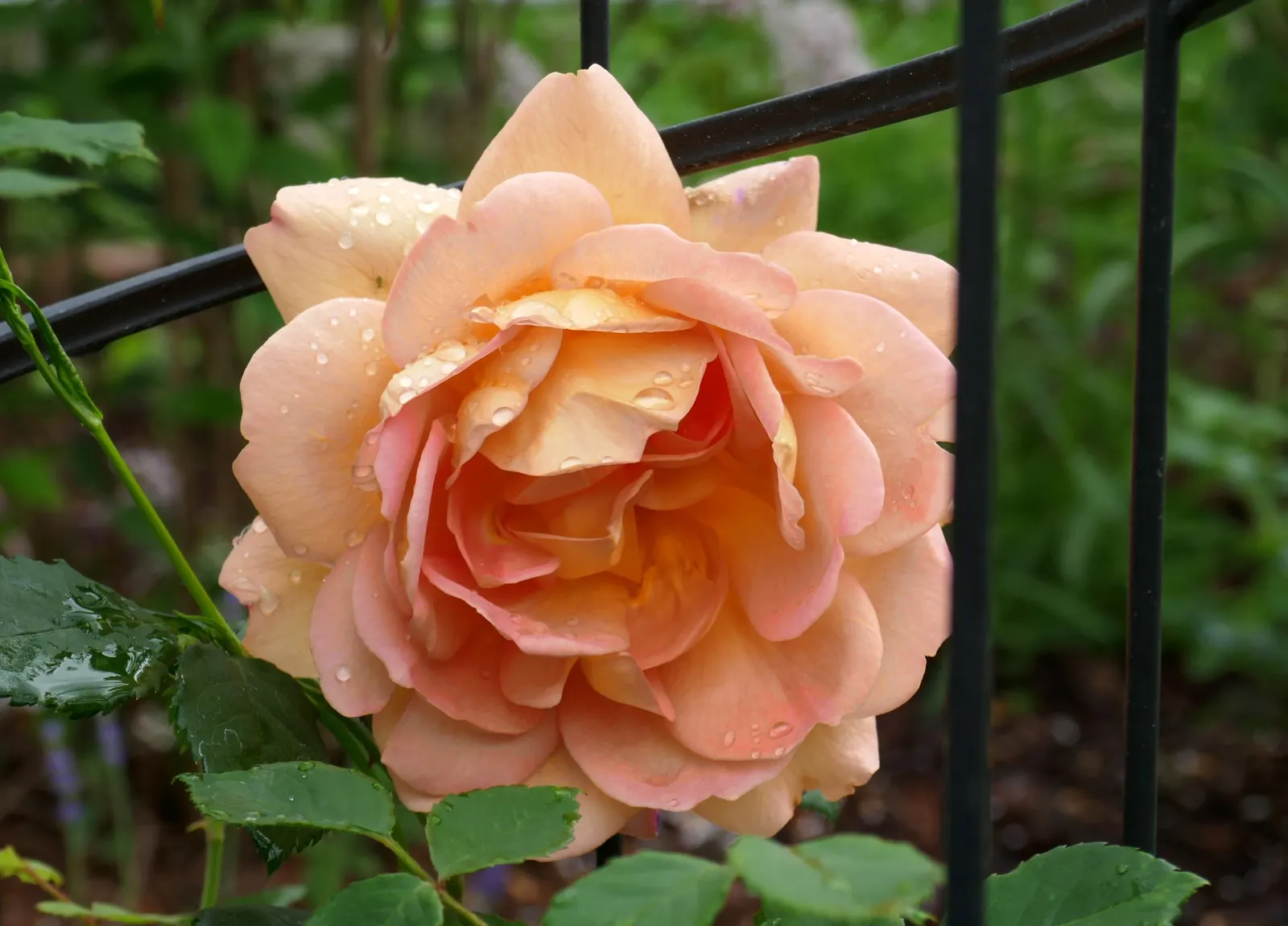 Lady Of Shallot Rose (Rosa 'Lady Of Shallot') — Ideal for cottage and traditional garden design