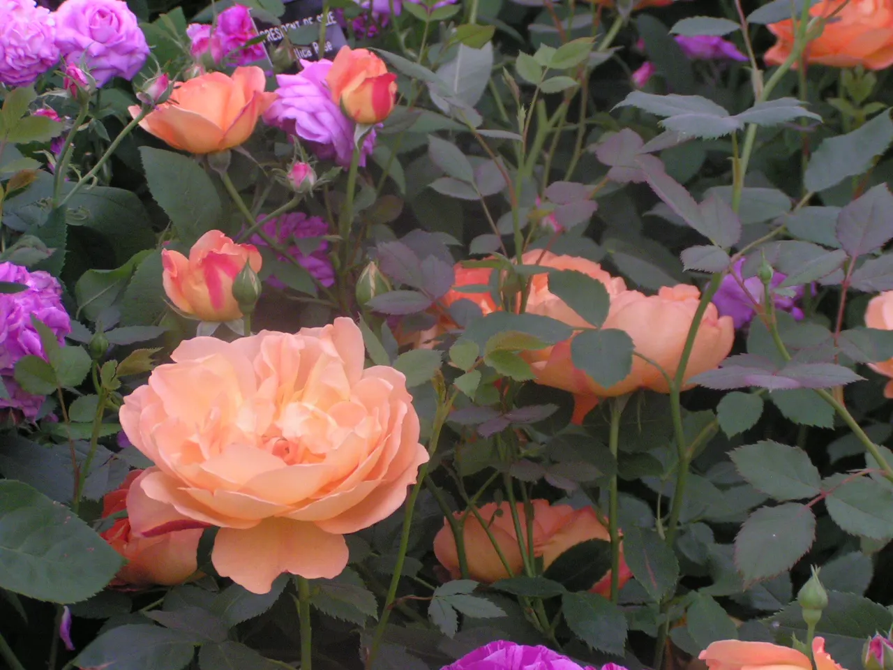 Lady Of Shallot Rose (Rosa 'Lady Of Shallot') — For optimum flowering, plant this rose in full sun, ensuring rich, well-draining soil