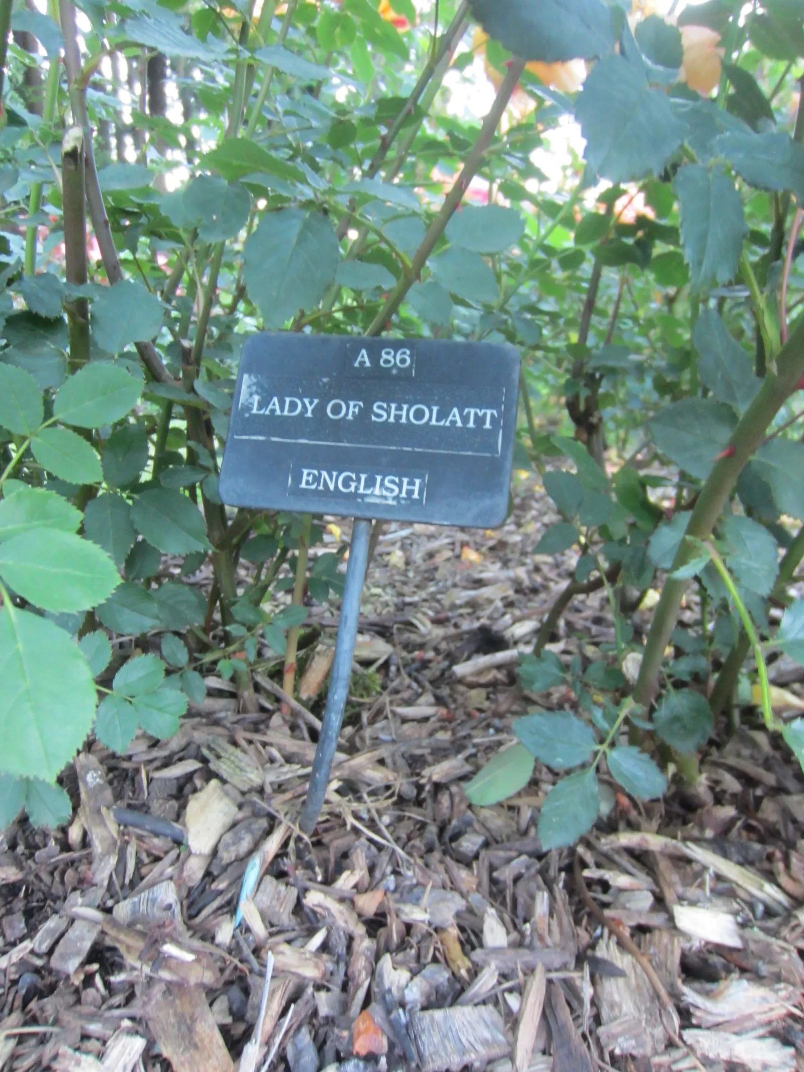 Lady Of Shallot Rose (Rosa 'Lady Of Shallot') — to create a visually stunning garden tapestry