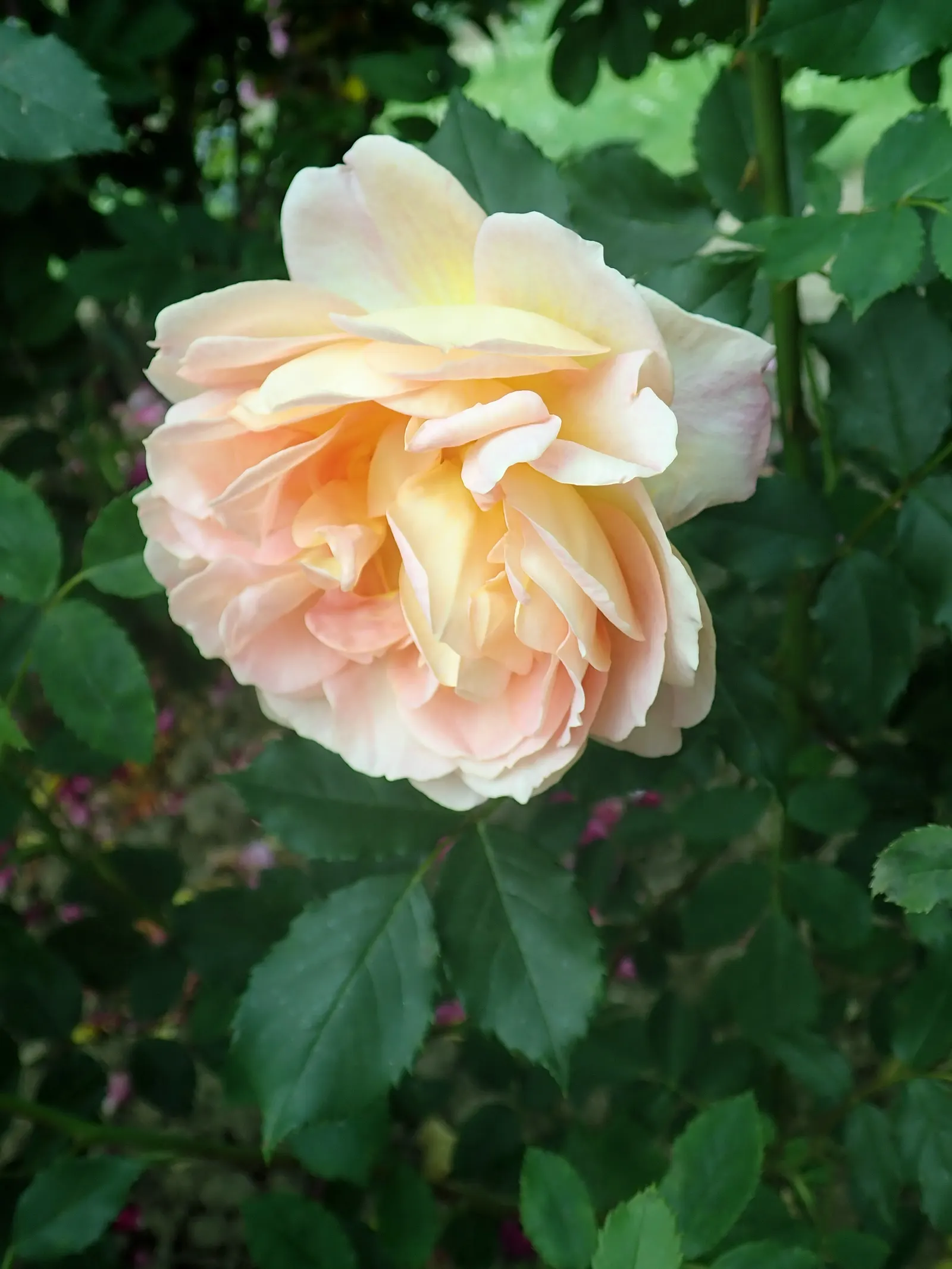 Lady Of Shallot Rose (Rosa 'Lady Of Shallot') — The Rosa 'Lady of Shalott' is a captivating shrub rose variety that exudes old world charm