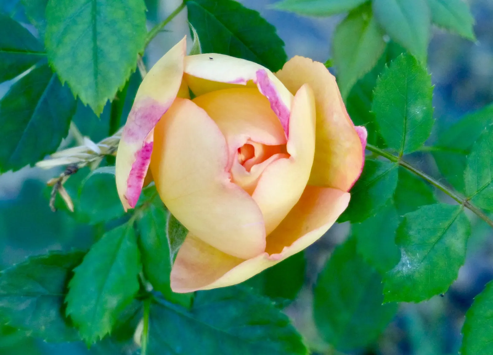 Lady Of Shallot Rose (Rosa 'Lady Of Shallot') — orange flowers in the garden