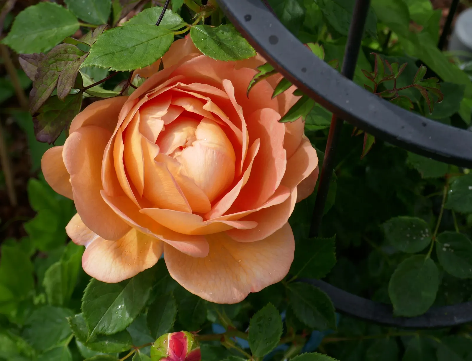 Lady Of Shallot Rose (Rosa 'Lady Of Shallot') — and powdery mildew makes it a low-maintenance choice for gardeners of any level