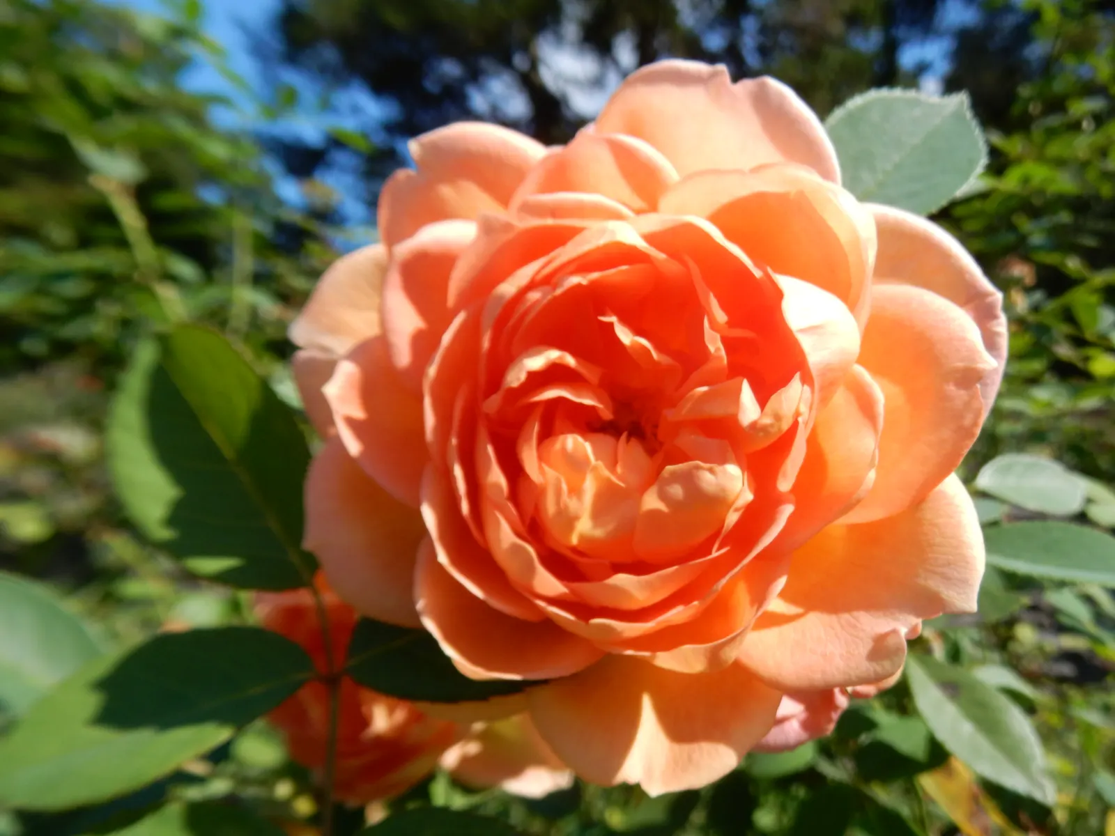 Lady Of Shallot Rose (Rosa 'Lady Of Shallot') — The Rosa 'Lady of Shalott' boasts charming, warm apricot-orange blooms with a delightful tea fragrance