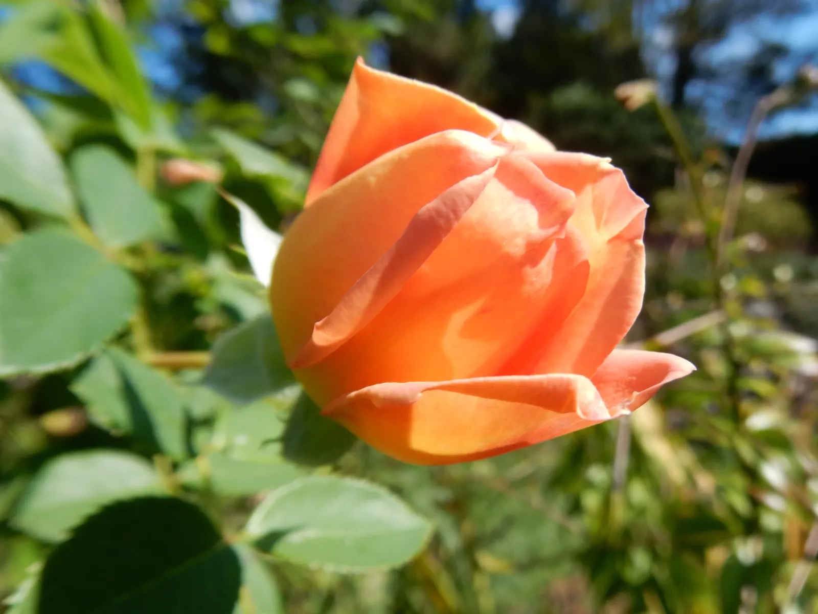 Lady Of Shallot Rose (Rosa 'Lady Of Shallot') — Its growth habit is bushy and upright with slightly arching stems that are adorned with glossy
