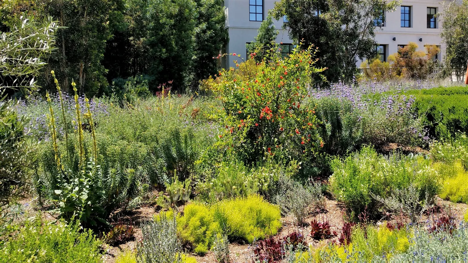 Lemon Fizz Lavender Cotton (Santolina Virens 'Lemon Fizz') — evergreen perennial with a height and spread of about 18-24 inches