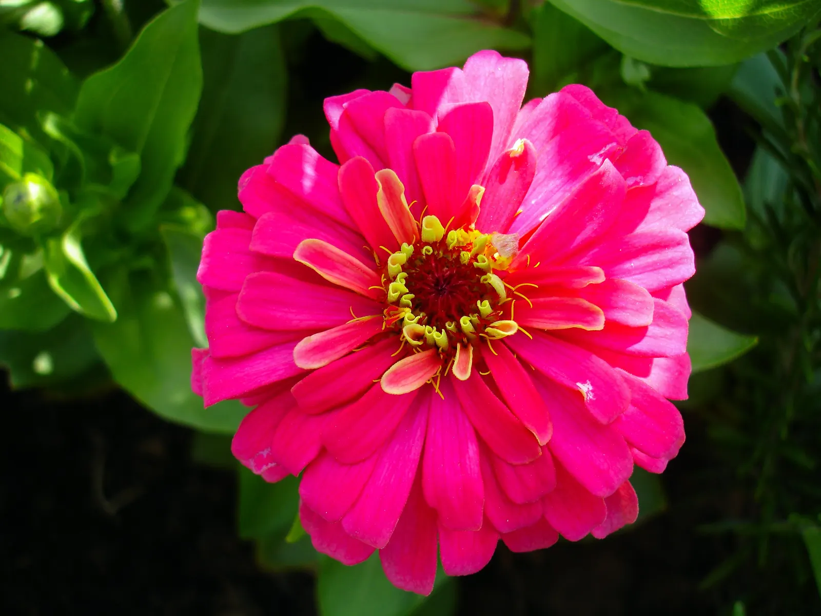 Prairie Zinnia (Zinnia Grandiflora) — forming a dense groundcover with its narrow