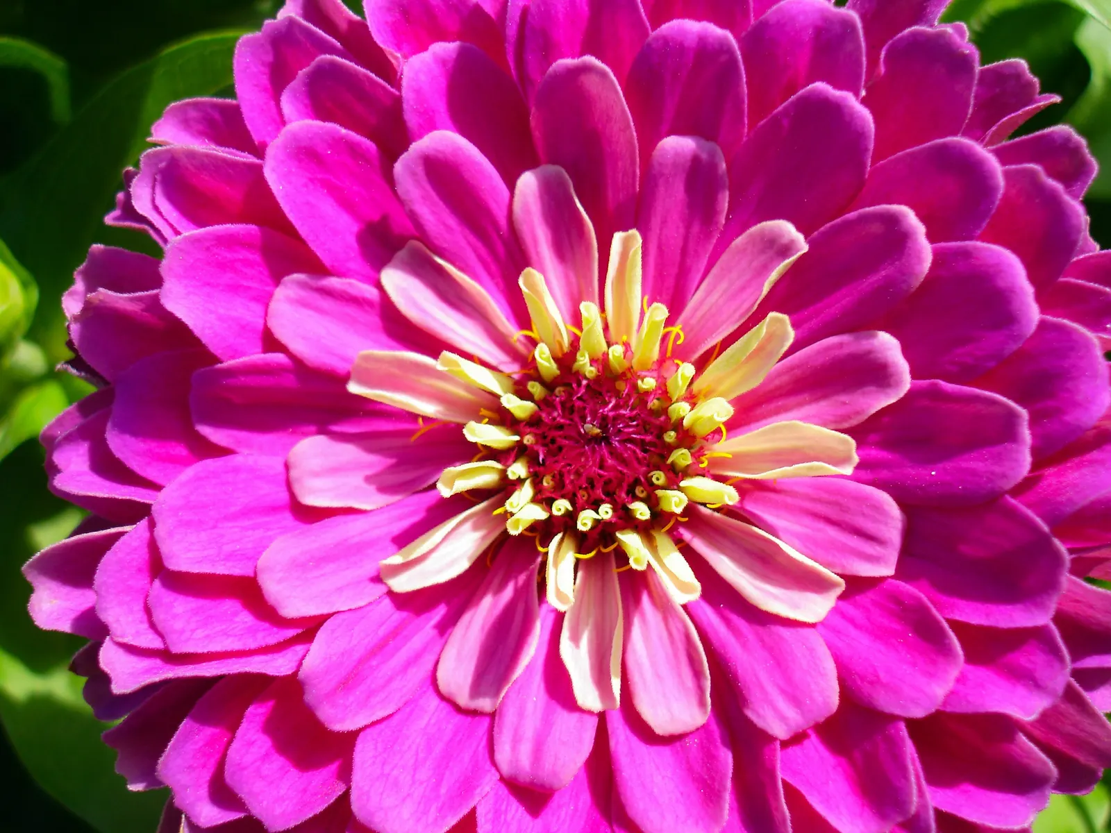 Prairie Zinnia (Zinnia Grandiflora) — consider the Prairie Zinnia as a border plant